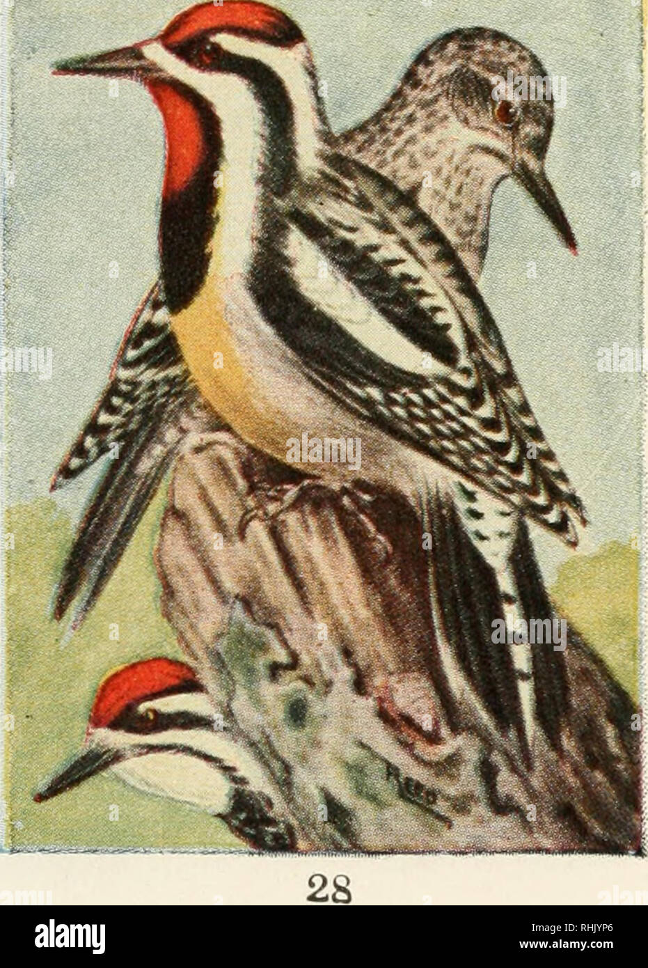 Bird Guide Landvogel Ostlich Der Rockies Von Papageien Zu Drosseln Vogel United States Yellow Bellied Sapsuckeb