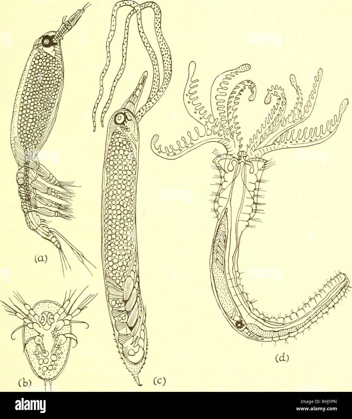 Die Biologie Der Meerestiere Marine Tiere Physiologie Vergleichende Verbande 607 Schlussfolgerungen Die Wohl Auffalligste Aspekt Des Parasitismus Ist Der Trend Zur Morphologischen Degeneration In Der Beginnenden Parasitismus Wie Z B In