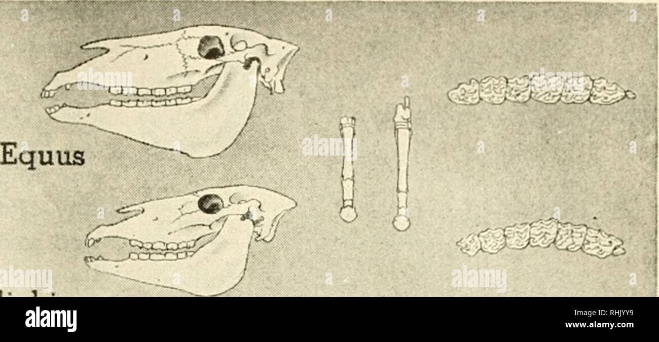 . Biologie und Mann. Biologie; Menschen. Ich 