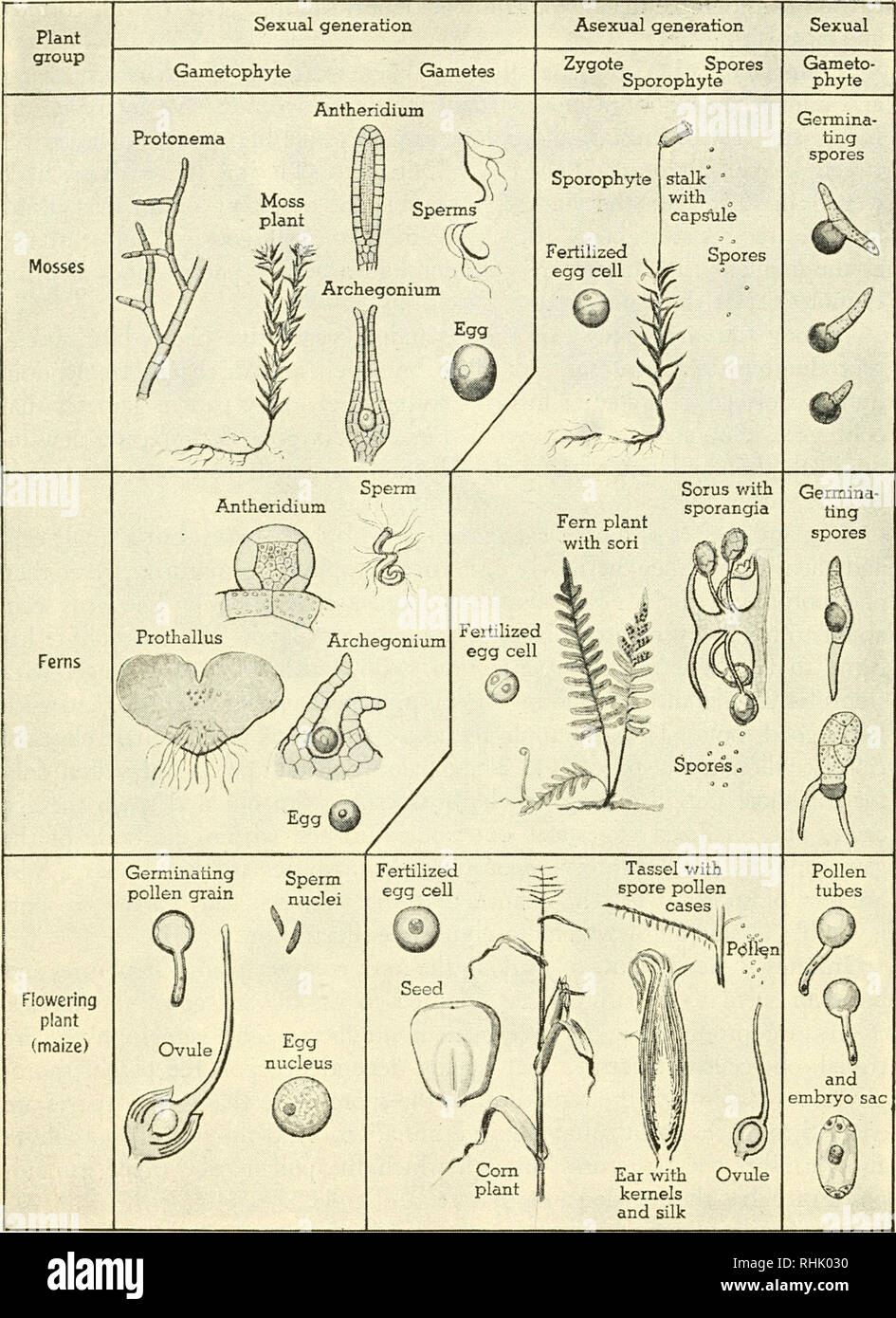 Biologie und Mann. Biologie; Menschen. Wechsel DER GENERATIONEN IN PFLANZEN  Moos Pflanzen sind gametophytes, whrend Farn- und Samenpflanzen  Sporophyten. Samen pflanzen bertreffen Farne Farne und Moose in ihrer  Fhigkeit, Nahrung zu