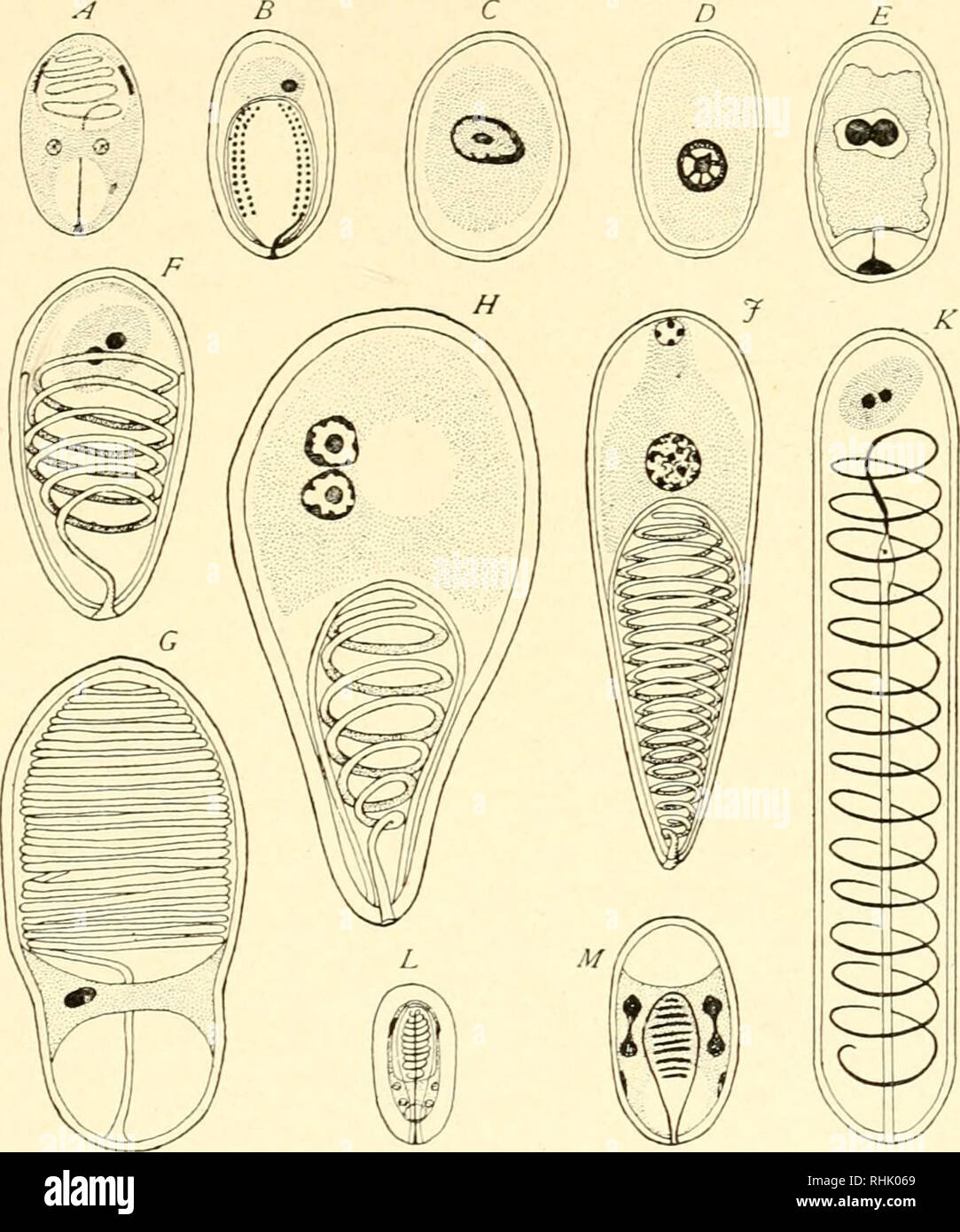 . Die Biologie der Protozoen. Protozoen; Protozoen. Spezielle