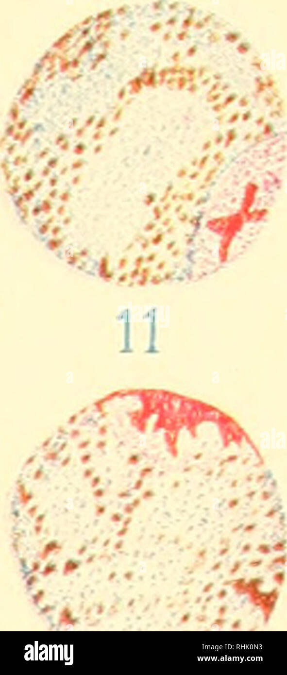 Plasmodium arten Fotos und Bildmaterial in hoher Auflösung Alamy