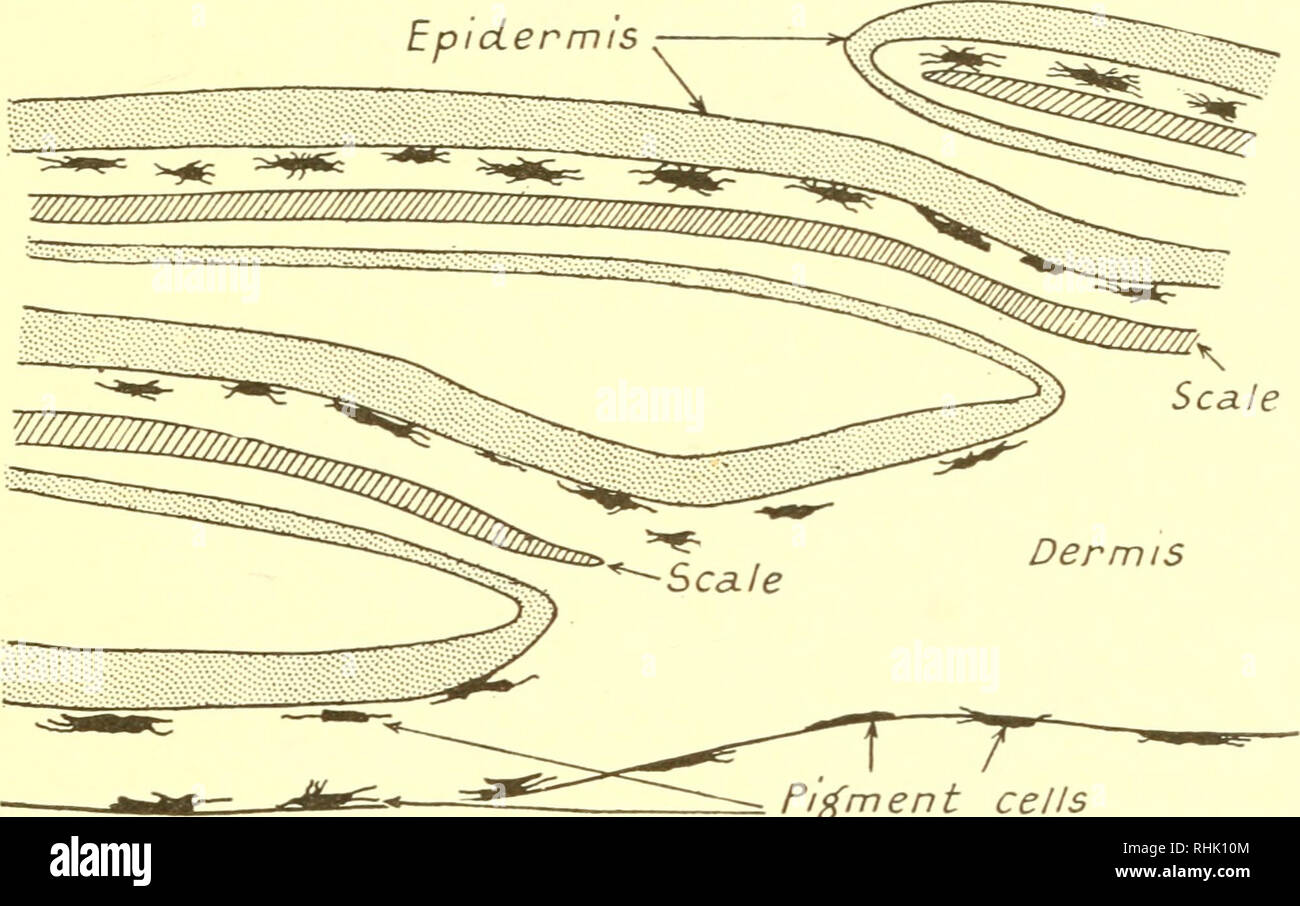 . Die Biologie der Meerestiere. Marine Tiere; Physiologie, Vergleichende. Farbe 521 Zustand der melanophores als dunkle Flecken erscheinen, aber wenn erweitert sie gehen davon aus, dass eine Vielzahl von Strahlen und stellate Formen, die charakteristisch für die einzelnen Arten. Andere Arten von chromatophoren zeigen ähnliche Besonderheiten der Form (Abb. 12,2) (29, 54). Vielleicht einige der auffälligsten Farbe änderungen unter teleosts sind in gewissen tropischen Rifffischen wie das Meer zu sehen - sitzstangen {Epine - phelus), die haben eine ganze Reihe von Phasen und kann von einem zum anderen Schalter in wenigen Minu Stockfoto