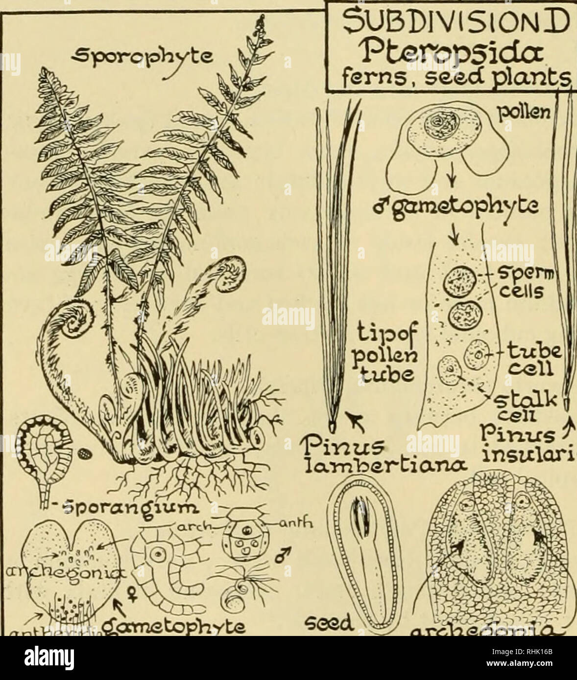 Biologie; die Geschichte der Lebewesen. . Aufteilung!) Pberopsida Farne.  Samen pflanzen, polkw< j'gametopViyt< 2 tipof Pollen u^' 'Zellen'  txtbe@^/C>^Zelle i eicxssi Gymr Filicineae arc 205 perma &Lt;2  dicotyledon II 20 Ich