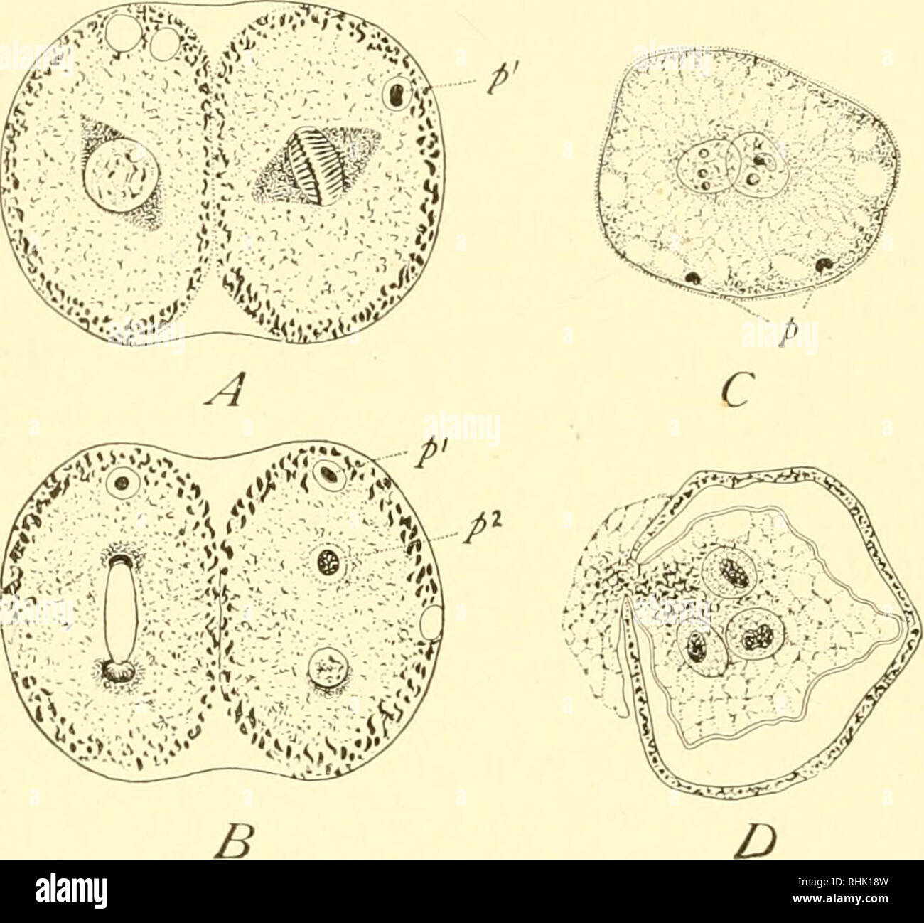 . Die Biologie der Protozoen. Protozoen; Protozoen. 308 BIOLOGIE DER