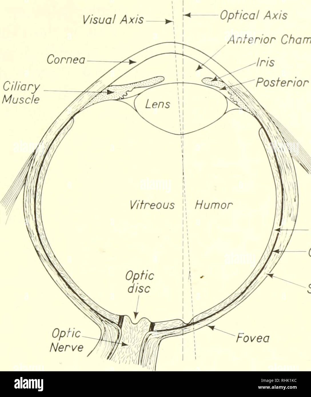. Biophysikalische Wissenschaft. Biophysik. 2:3/Licht und das Auge 35 Die dritte und die innerste Schicht des Auges ist die Netzhaut. Die aktive photorezeptoren, genannt, sind Stäbchen und Zapfen in der Netzhaut. Es ist zweckmäßig, die Netzhaut teilen sich in 10 Schichten. Licht muss durch visuelle Achse Hornhaut ciliary Muskels optische Achse der vorderen Augenkammer Iris hinteren Kammer. Retina Chorioidea Layer Sclera Sehnerv Fovea Abbildung 3. Das Auge. Nach A. und W. Maximow Bloom, Lehrbuch der Histologie (Philadelphia: W. B. Saunders Company, 1957). Acht dieser vor Erreichen der Stäbchen und Zapfen in der entfernt Stockfoto
