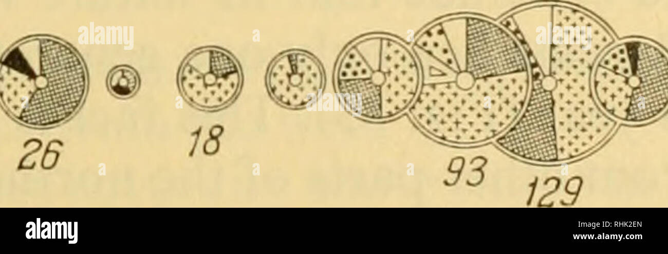 . Biologie der Meere der UDSSR Meeresbiologie - Sowjetunion; Hydrologie - Sowjetunion. Ich C32 EB3 M? 5 £ 36?? ??8?? ?? ?//Abb. 34. Änderungen von Zooplankton Biomasse (mg/m3) in einem kleinen isolierten Guba der westlichen Vertraeglich Halbinsel in einer Schicht von 10 bis 25 m (manteufel). Die Fläche des Kreises entspricht der Biomasse durch die Ziffern dargestellt. 1 Nauplii-Cirri-pedia; 2 Polychaeta Larven; 3 Decapoda Larven; 4 Calanus finmarchicus, 5 Fritillaria borealis; 6 Neritic Pseudoealanus elongatus Copepoda; 7; 8; 9 - Cladocera Euphau siacea Larven; 10 Medusae; 11 Varia.. Bitte beachten Sie, dass die Stockfoto