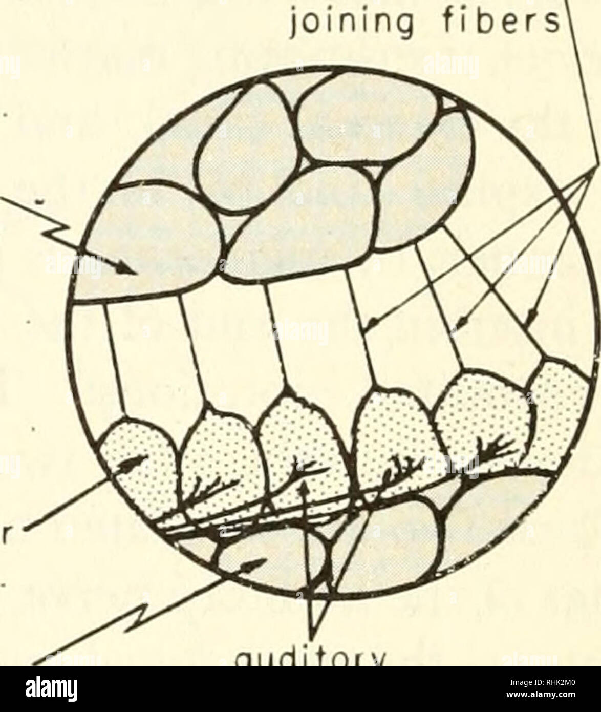 . Biophysik: Konzepte und Mechanismen. Biophysik. tec Forderungen nach Membran Aufnehmer Zellen Basilarmembran COCHLEA nicht elastische Fasern. oining auditoi y Nervenenden Abbildung 3-5. Schematische Zeichnung des Querschnitts der Cochlea, das Innenohr. Die drei scalae werden von verformbaren Membranen getrennt. Den Aufnehmer an den tectorial Membran durch Fasern befestigt. Relative Bewegung zwischen dem tectorial Membran und der basilarmembran Ursachen Dehnung der Aufnehmer Zellen, was zu einer Veränderung der Permeabilität und damit Ionic Zusammensetzung und Membrane Potential. Diese Änderung activa Stockfoto