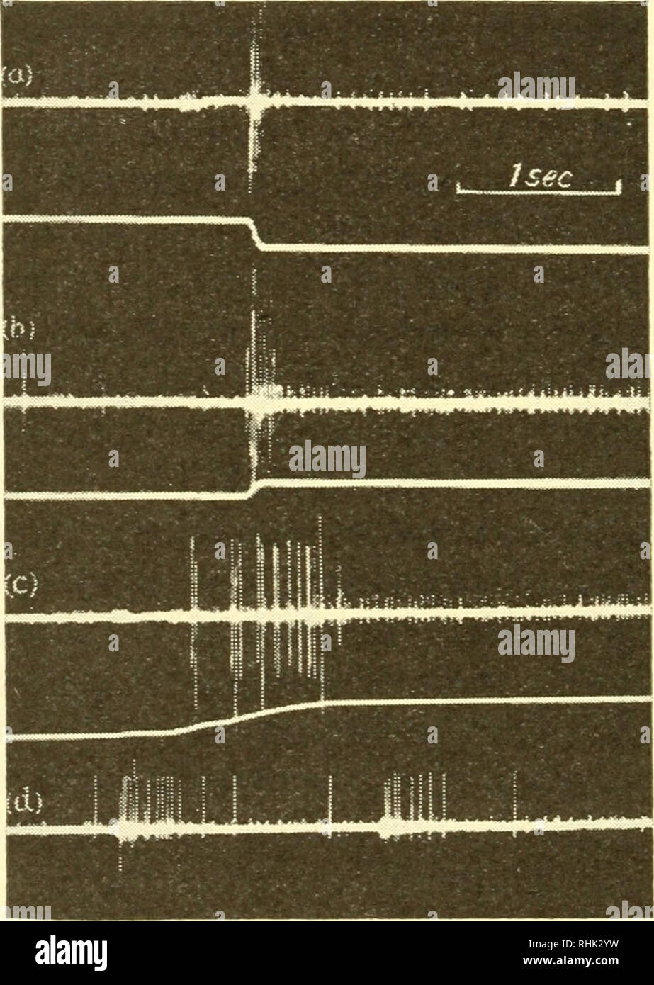 . Die Biologie der Meerestiere. Marine Tiere; Physiologie, Vergleichende. 338 DIE BIOLOGIE DER MEERESTIERE der Motor Fasern die Muskeln innervieren, und das Zubehör Fasern bilden Synapsen mit den Dendriten des Rezeptors Neurone. Es wurde beobachtet, dass die sensorischen Zellen der Organe, die in der Länge und Anordnung der ihre Dendriten unterscheiden. Die N-Zellen sind etwas ähnlichen sensorischen Nervenzellen, die Prozesse, die sich mit normalen Muskeln (die sich an der epimeral Platte von Hummern eingefügt) (2, 3, 4, 4 a, 48). Frühere Vermutungen, dass der Muskel-Rezeptor Organe reagieren zu stre Stockfoto