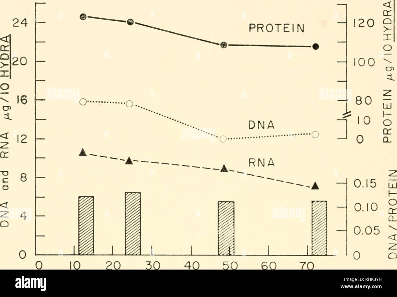 . Die Biologie der Hydra und einigen anderen Hohltiere, 1961. Hydra; Cnidaria; Crustacea; Cnidaria; Hydra. 444 DIE BIOLOGIE DER HYDRA: 1961. 10 SB 20 30 MB 40 50 60 ST STUNDEN NACH DER FÜTTERUNG 70 LT Abb. 3. DNA, RNA und Protein Inhalt von Hydra in unterschiedlichen Stadien der Austrieb. Die Symbole SB, MB, ST und LT repräsentieren die kleinen Bud, Bud, kurze und lange tentacled tentacled Bühne Tiere. Diese Daten zeigen die ersten großen chemischen Unterschied zwischen Gleichheit - Hno und Bud Gewebe, die DNA/Protein Verhältnis der Bud, dreimal, die von den übergeordneten Hydra. Seit den Experimenten in Abbildung 3 gaben keine Stockfoto