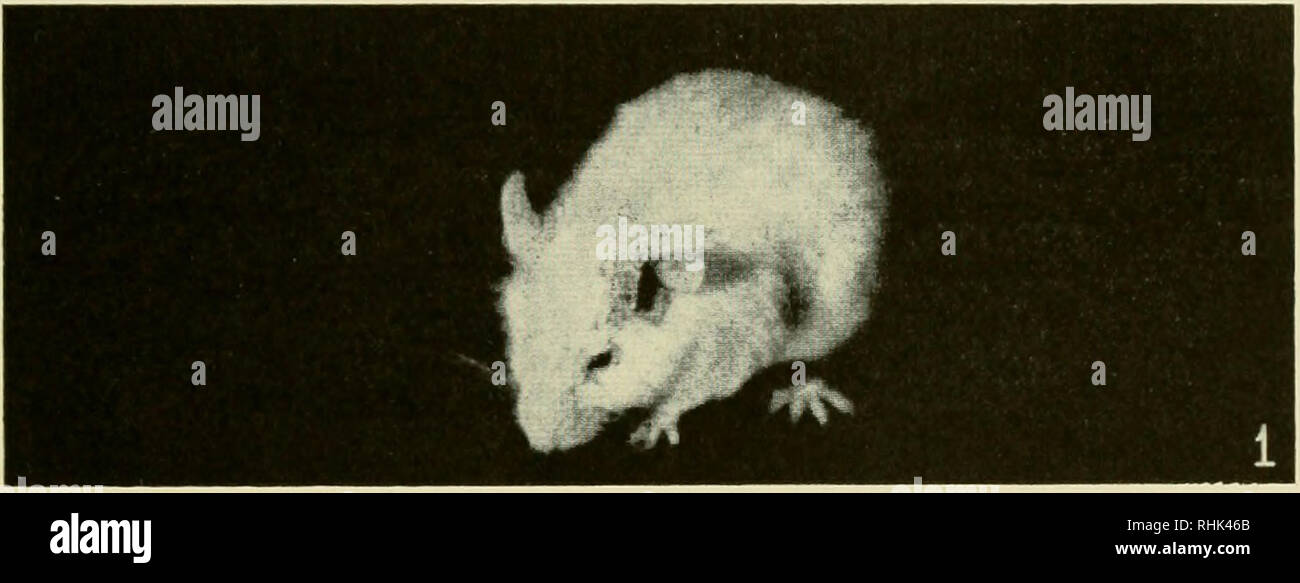 . Biologie der Labor Maus. Mäuse als Labortiere; Mäuse; Tiere, Labor; Mäuse. Infektionskrankheiten der Mäuse 413 ansteckende Katarrh der Mäuse diese Krankheit von Nelson (178, 179, 180) beschrieben wurde, wie eine Epidemie in eine isolierte Gruppe von Schweizer Mäuse und ihre Nachkommen auftreten, gemeinsam in Höhe von insgesamt rund 800 Mäuse. Der Zustand war chronische in der Natur, aber so weit durch die Kolonie, die nach 10 Monaten alle aber 75 der Tiere getötet wurden. Während der nächsten 11 Monate 72 der 75 Mäuse starben - eine Mortalität von 96 Prozent. Eine endemische Art der Krankheit hat sich in o festgestellt, Stockfoto