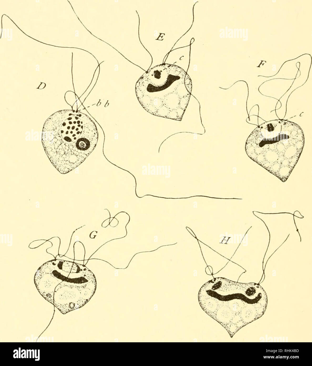 . Die Biologie der Protozoen. Protozoen; Protozoen. 66 BIOLOGIE DER