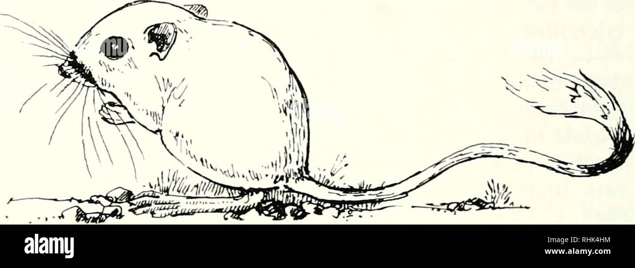 . Biologie der Heteromyidae. Heteromyidae. Parasiten John O. Whitaker, jr., William J. Wrenn, Robert E. Lewis. Einführung Warum sollten mammalogists, insbesondere denjenigen mit heteromyid ro - Dellen, in der Parasiten interessiert sein? Ein mam-malogist ist ein Biologe, Studien mam-mals, vermutlich alle Aspekte der Biologie der Säugetiere. In der Praxis jedoch keiner von uns kann alle Aspekte der Studie, die meisten von uns neigen dazu, spe-cialize. Die letzten Jahre haben eine Bur-geoning von mammalogists in ge - humangenetik oder Bevölkerung Biologie Interessierten gesehen. Aber, parasitologie ist ein Bereich, in den wenigen mam-malogists haben Stockfoto