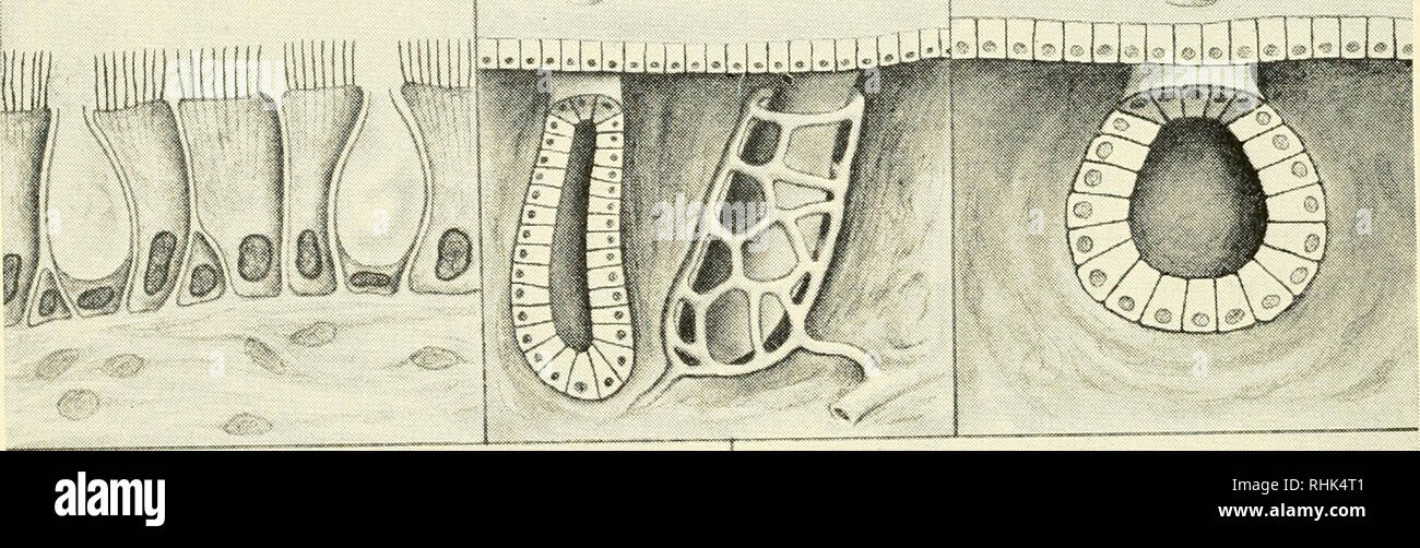 . Biologie und Mann. Biologie; Menschen. Andere "Drüsen", wie wir später sehen werden (Kap. 16), sind durch keine Kanäle gekennzeichnet. Absorption der verdauten Nahrung winzige Projektionen in den Hohlraum des Dünndarms erhöhen die absorbierenden Oberfläche des Futters einige hundert Mal (siehe Abbildung gegenüber). Diese Projektionen sind sogenannte Villi (Singular, mllus), von einem lateinischen Wort mit der Bedeutung "struppiges Haar", der uns auch Samt. Die zotten sowohl als spannend und als Umwandlung von Organen. Das heißt, die Materialien, die Sie absorbieren chemisch verändert werden, bevor die in Stockfoto