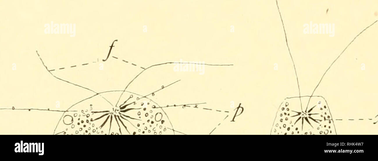 Die Biologie Der Protozoen Protozoen Protozoen 34 Biologie Der Protozoen Radiolaria Bars Sechsecke Ringe Verglaste Kapseln Etc Abb 12 Frei Bewegliche Typen Werden In Der Regel Monaxonic Die Form Von Einem