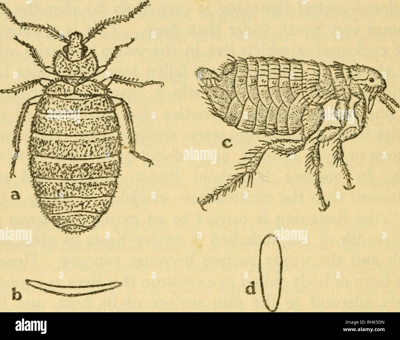 Die Biologie Der Insekten Insekten Biologie 270 Die Biologie