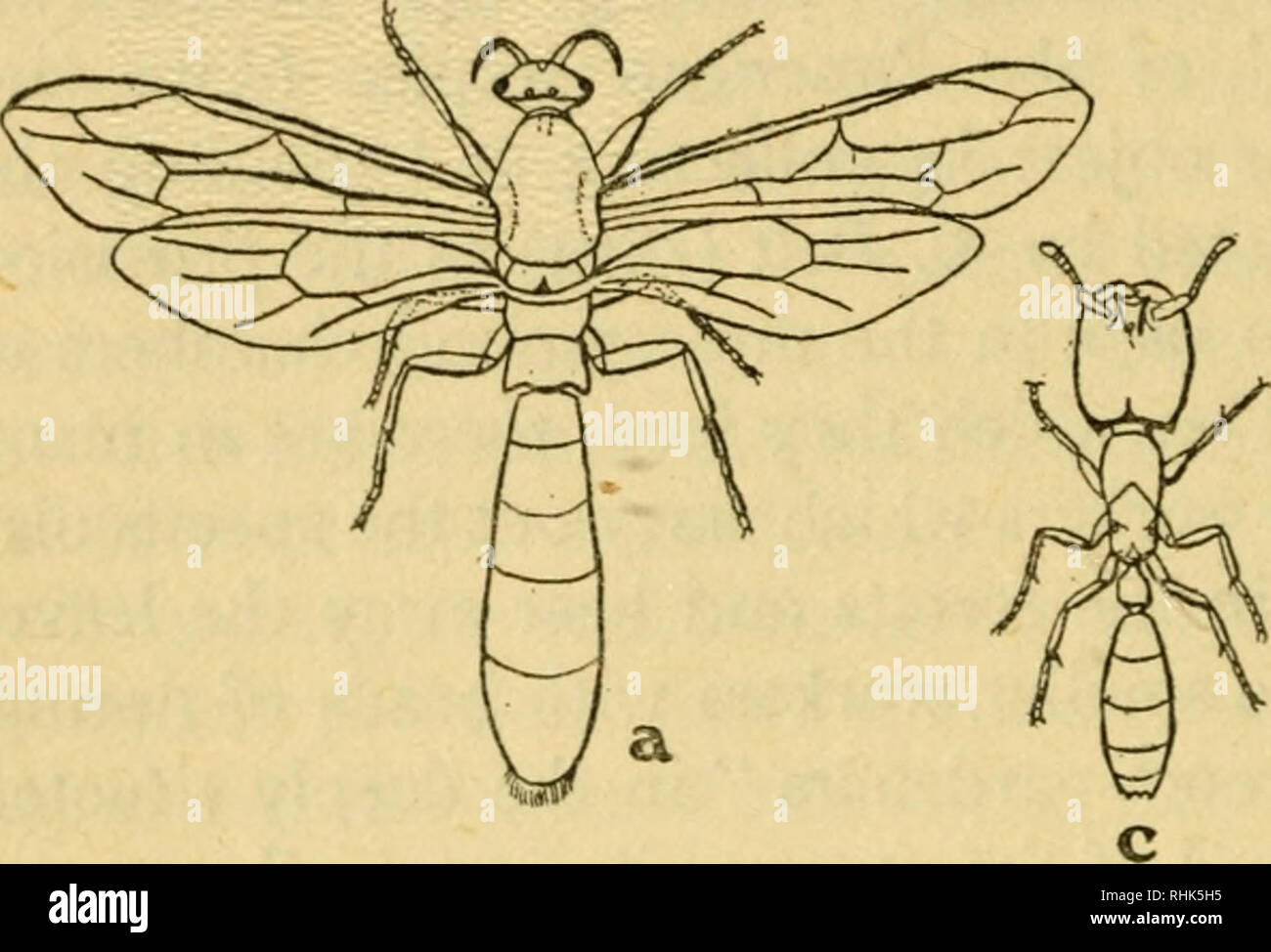 . Die Biologie der Insekten. Insekten - Biologie. 240 DIE BIOLOGIE DER INSEKTEN projizieren Antennen Verflechtung bilden eine Art Netzwerk." Er beobachtete diese Treiber Ameisen zusammen hängen, so als "Girlanden oder Leitungen der Größe der Daumen des Menschen bilden", von den unteren Ästen der Bäume, das Unterholz. Über solche lebendige Brücken andere Ameisen hin und her, nach oben oder nach unten. Savage sah ** eines Dieser soffitten im Akt der Bildung. . Ant nach Ant von oben nach unten kommen, ihren langen Gliedmaßen verlängern und öffnet die Kiefer schrittweise Verlängerung der lebendigen Kette, bis es Touch Stockfoto