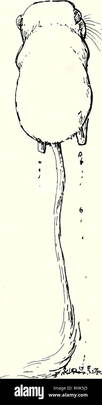 . Biologie der Heteromyidae. Heteromyidae. Anatomie DES HETEROMYID OHR ...