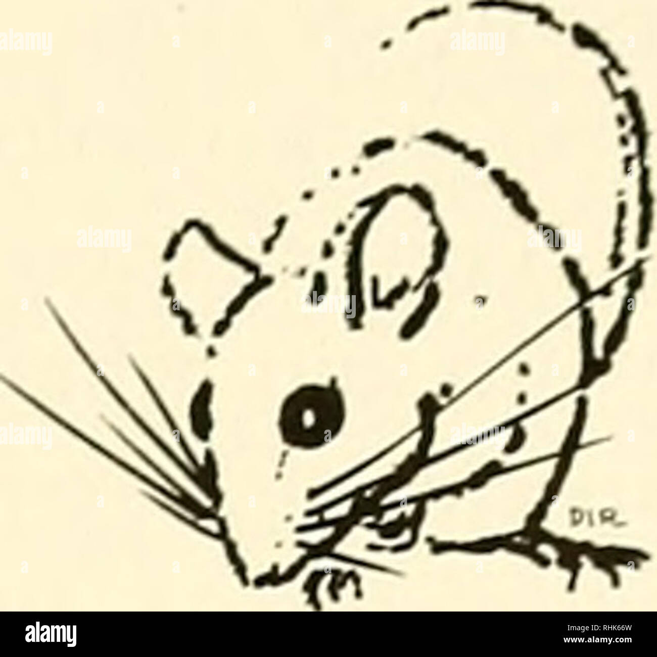 . Biologie der Peromyscus (rodentia). Mäuse; Peromyscus. 12 VERHALTENSMUSTER John F. Eisenberg Einführung Enioi. oGV iNxoi. VKs die siiuly ol Die exjjression und der ontogenetischen Entwicklung ot die Haltungen, soimds, Bewegungen und Aktivität von Pat-Seeschwalben ol ein Tier. Im allgemeinen, das Verhalten eines Tieres Repertoire besteht aus relativ Stereo-imits der muskulären Koordination in Sequenzen organisiert und von einer vorhersehbaren stimulus Situation hervorgerufen eingegeben. Die erste Aufgabe in der Studie von Verhalten ist die Identifizierung dieser behavioral Einheiten, welche Bewegungen orientieren kann oder feste Handlungsmuster (Lo Stockfoto