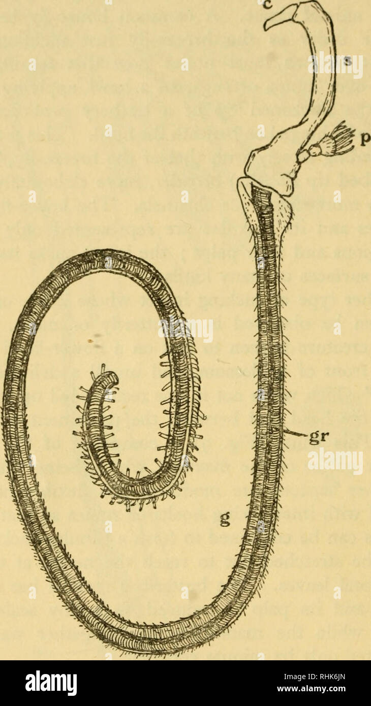 . Die Biologie der Insekten. Insekten - Biologie. 24 DIE BIOLOGIE DER INSEKTEN inpushing der Haut an der Mündung - Region und folglich mit einem chitinous Layers der eine Erweiterung der äußeren Schuppenschicht gesäumt. Die Details der Struktur der Speiseröhre und. Abb. 9.-oberkiefer einer Eule Motte (eulenfalter). c, Cardo; 5, stipes; p, palp (rudimentär); g, lange flexible Galea mit Nut (gr) auf der Innenseite und Kupplung Haken und Sinnesorgane auf seiner Spitze. X 50. Pflanzliche unterscheiden sich - wie die der Kiefer, der Insekten, die in der Natur ihre Nahrung unterscheiden. Damit in eine Kakerlake, earwig oder Käfer, die Schwalben smal Stockfoto