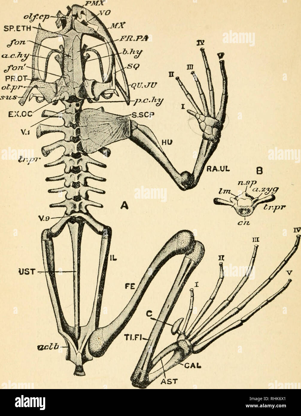 Die Biologie der Frosch. Frösche. Abb. 6 c!. ein Skelett von Rana  temporana. Die linke Gliedmaßen, links Schultergürtel und Membran Knochen  von der linken Seite des Schädels werden entfernt. Cartilagmous Teile