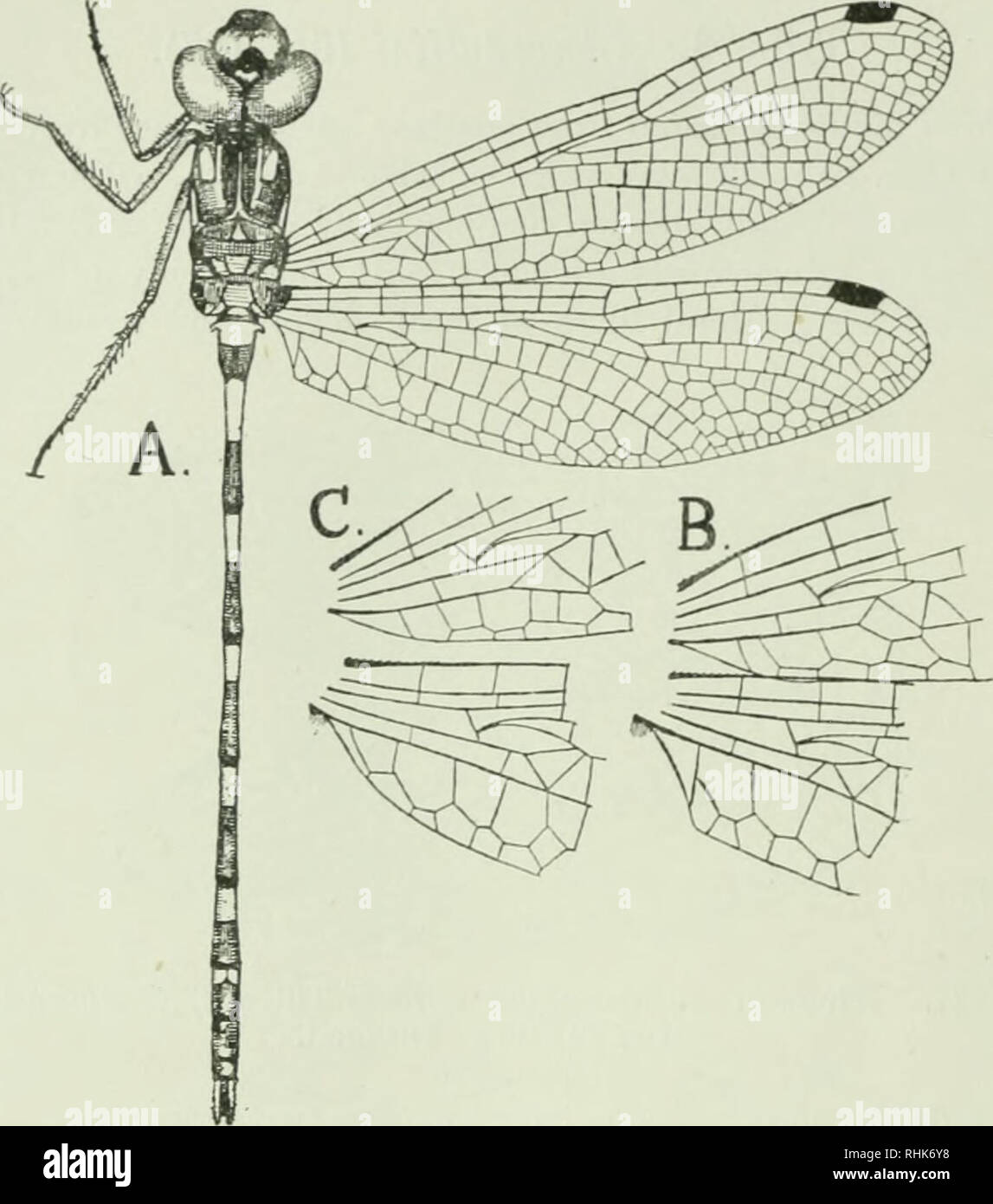 . Die Biologie der Libellen (Odonata oder Paraneuroptera). Drachen-fliegen. 268 Klassifizierung [CH.. Abb. 128. A. Cordulephya Selys pygmaea, &Lt;?, New South Wales. (Hw. 21 mm.) Äderung der Basis der Flügel vergrößert wird gezeigt in b (männlich) und c (weiblich). Hinweis: Die Haare, die die membranide austauschen. Original.. Bitte beachten Sie, dass diese Bilder sind von der gescannten Seite Bilder, die digital für die Lesbarkeit verbessert haben mögen - Färbung und Aussehen dieser Abbildungen können nicht perfekt dem Original ähneln. extrahiert. Übersetzung, Robin John, 1881-1937. Cambridge [Eng. ]: University Press Stockfoto