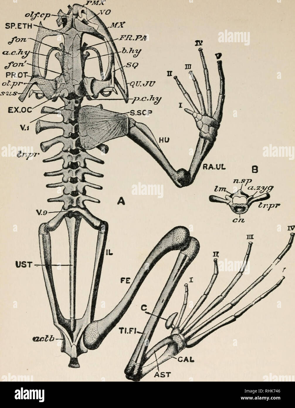 Die Biologie der Frosch. Frösche. UST aclb GAL AST Abb. 63. - Ein, das  Skelett von Rana temporaria. Die linke Gliedmaßen, linke Schulter Gürtel  und Membran Knochen von der linken Seite