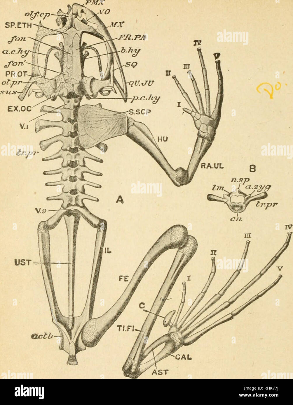 Die Biologie der Frosch. Frösche. UST-i tirtb Abb. 63. - Ein, das Skelett  von Rami Tempo&gt; Aria. Die linke Gliedmaßen, linke Schulter Gürtel und  Membran Knochen von der linken Seite des