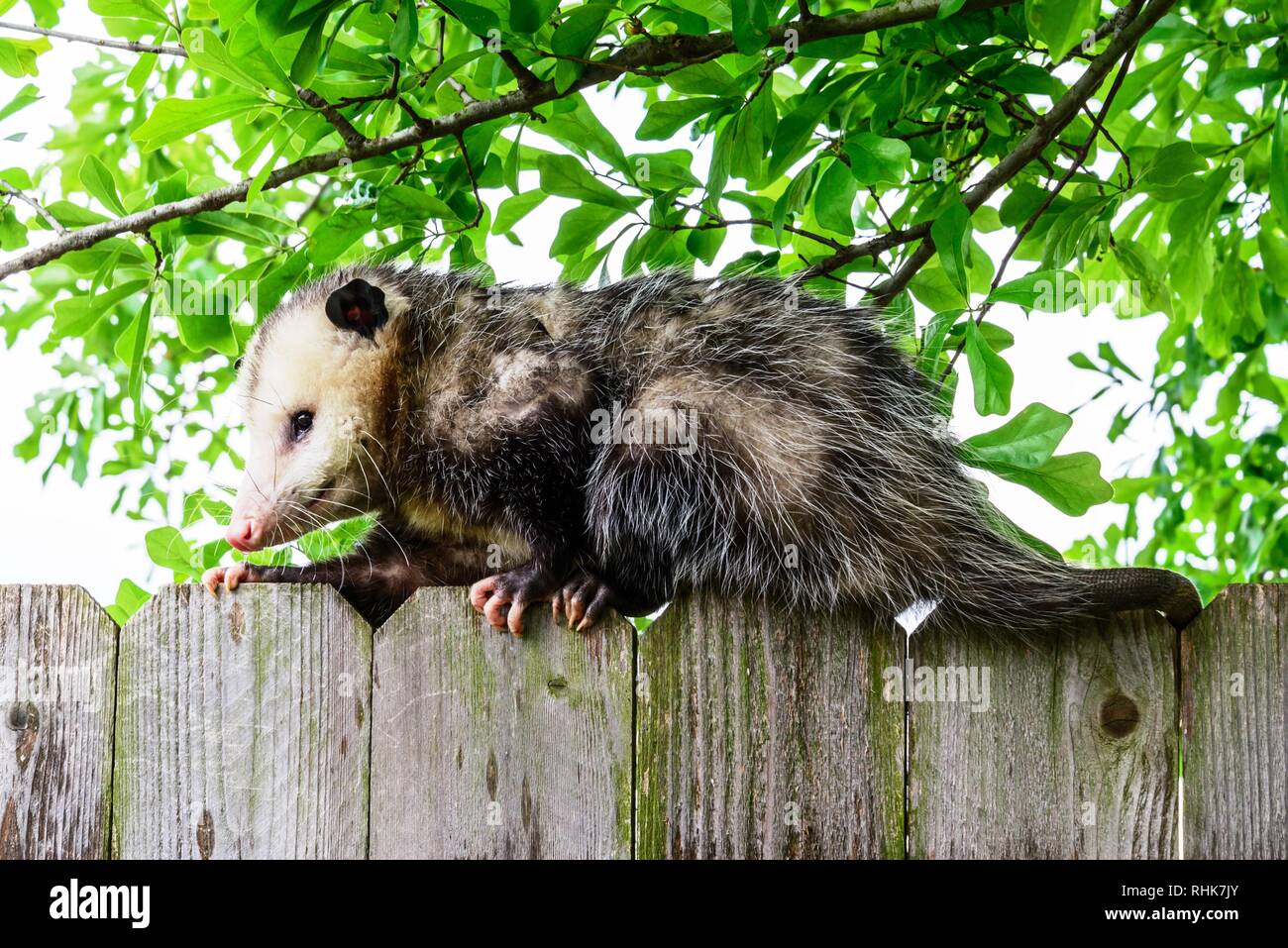 Grau und Weiß Opossum auf einem Zaun Stockfoto