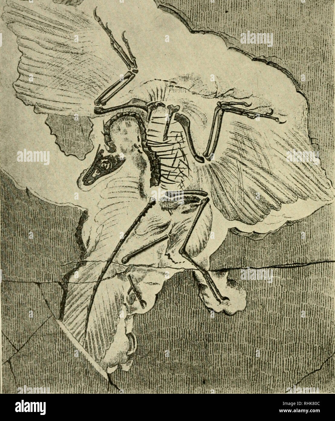 Archaeopteryx Fotos und Bildmaterial in hoher Auflösung Alamy