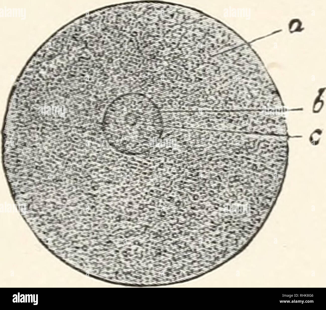 Wie heisst eine gruppe von zellen
