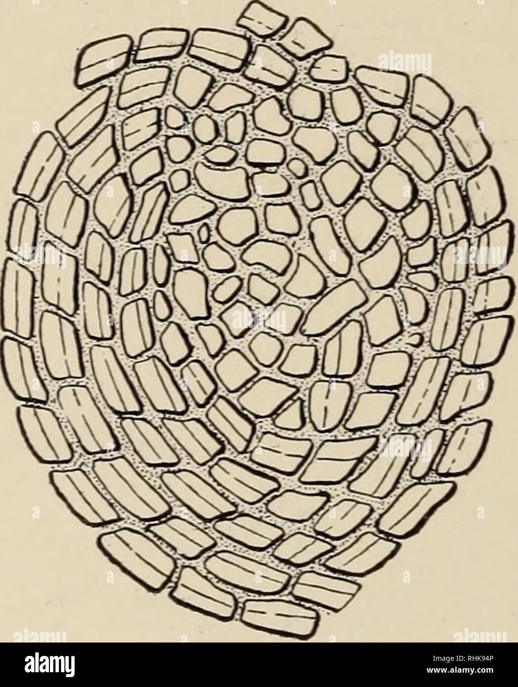 . Die Biologie der Amphibien. Amphibien. 8 DIE BIOLOGIE DER Amphibien