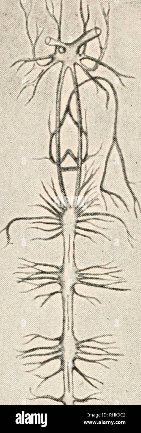 . Biologie. Biologie. Abb. 73. - Das zentrale Nervensystem des Sicherheitsfonds BVG-ster und die Krabbe. Die ventrale Kette der Ganglien in der krabben in einer ventralen Masse konzentriert, der Sternalen Arterie, die die Firewall passiert. (Von Gerstaecker nach Cuvier.) hoch entwickelt, die große ventralen Muskeln der Bauch wird bemerkenswert macht. Diese sind vorher auf den inneren Wänden der vorderleib (Bild eingefügt. 72), eine auf jeder Seite. Im Unterleib, die Sie um sich wie eine riesige muskulös Seil verdreht, und sind eng verbunden mit der ventralen exo-skelettale Teile der jeweiligen Somiten. Die Kontraktion des Mu Stockfoto