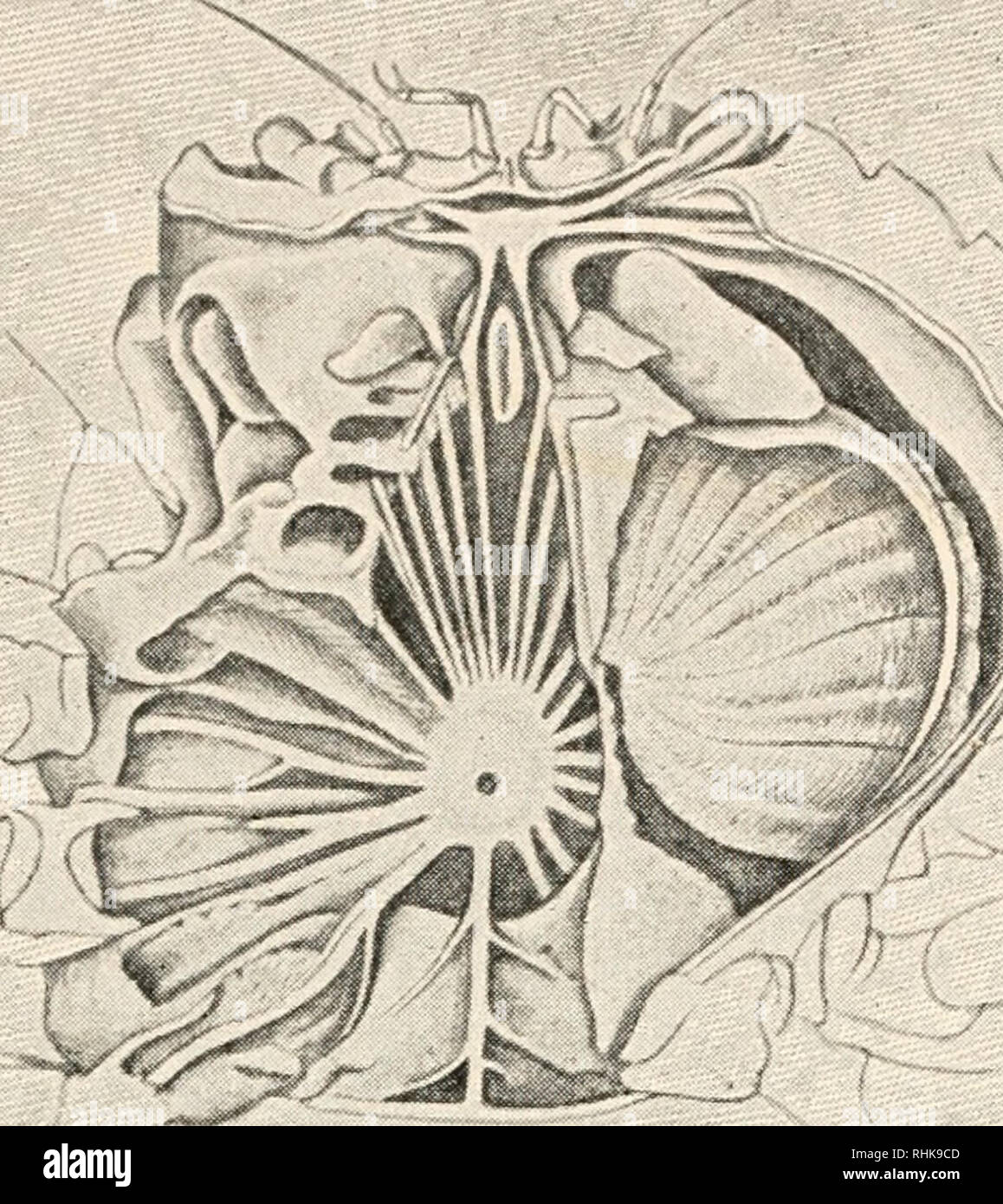 . Biologie. Biologie. 178 HOMOLOGIE. Abb. 73. - Das zentrale Nervensystem des Sicherheitsfonds BVG-ster und die Krabbe. Die ventrale Kette der Ganglien in der krabben in einer ventralen Masse konzentriert, der Sternalen Arterie, die die Firewall passiert. (Von Gerstaecker nach Cuvier.) hoch entwickelt, die große ventralen Muskeln der Bauch wird bemerkenswert macht. Diese sind vorher auf den inneren Wänden der vorderleib (Bild eingefügt. 72), eine auf jeder Seite. Im Unterleib, die Sie um sich wie eine riesige muskulös Seil verdreht, und sind eng verbunden mit der ventralen exo-skelettale Teile der jeweiligen Somiten. Contrac Stockfoto