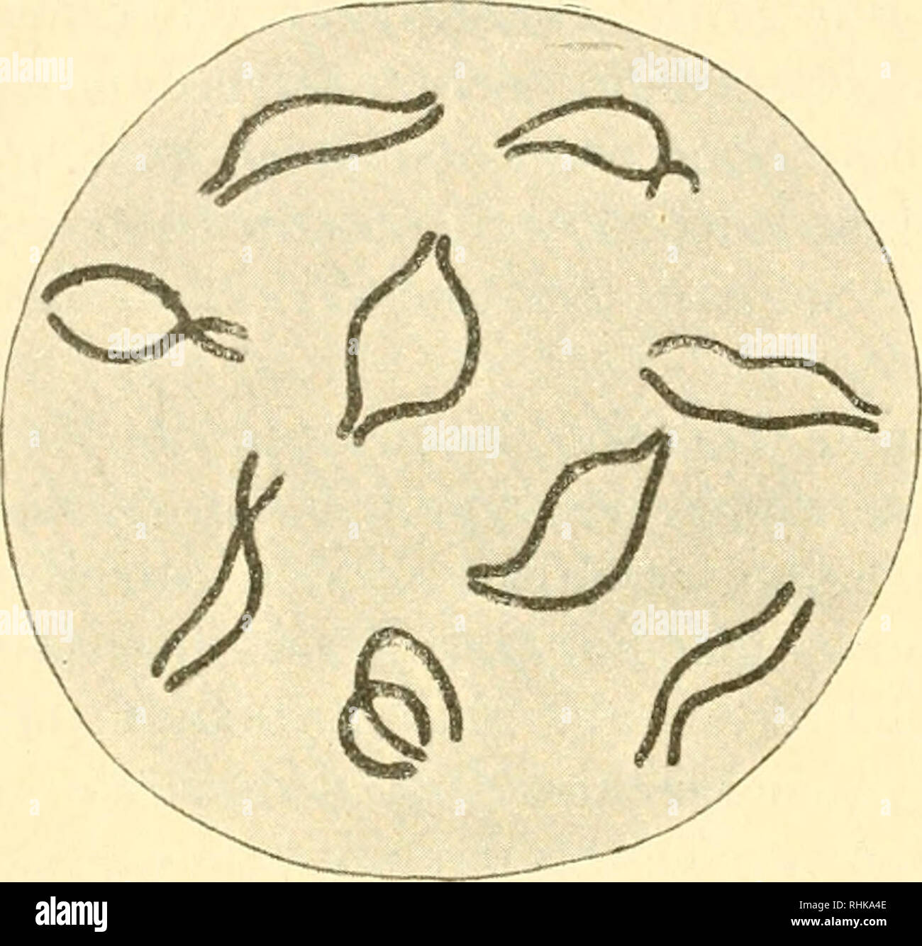 . Biologisches Zentralblatt Math. Biologie. 7!J4 Hacker, In malignen