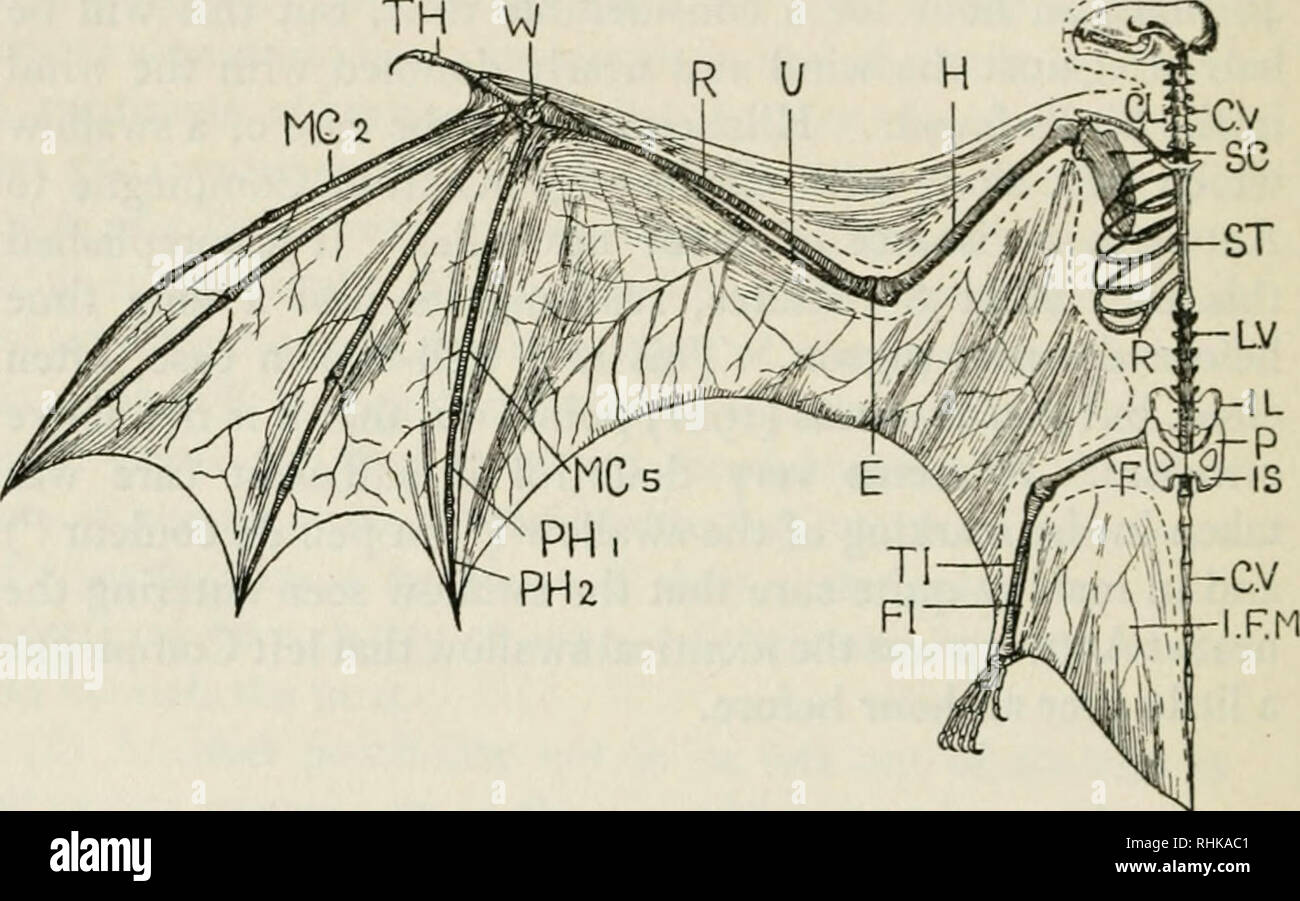 Die Biologie der Vgel. Vgel. 82 DIE BIOLOGIE DER VGEL Vibration der  Flgel, weit schneller als alles, was in den meisten Fllen unter den  Vgeln gesehen. So eine Biene vibriert seine
