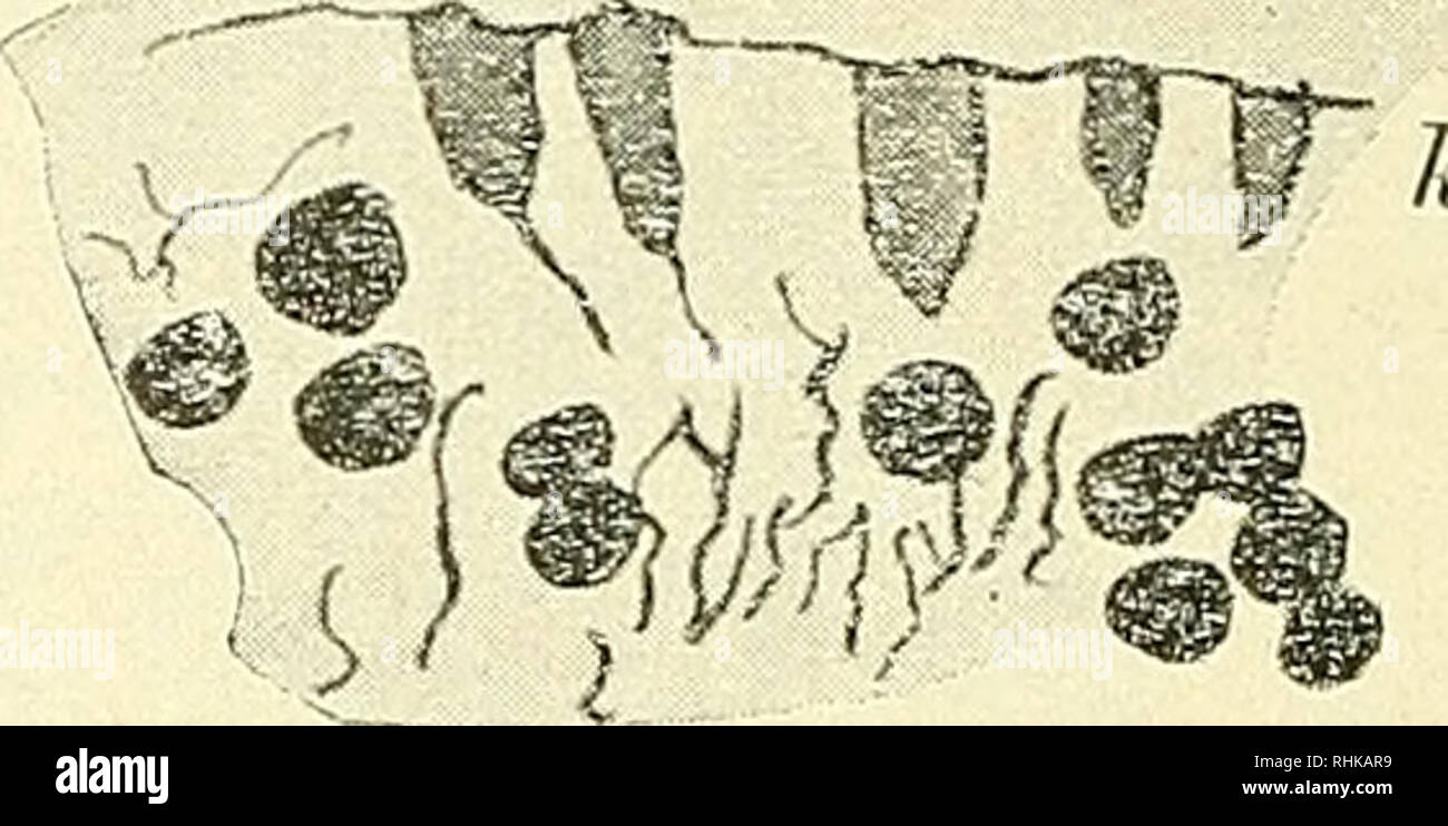 . Biologisches Zentralblatt Math. Biologie. G. Abb. 14. Abb. 12. Bubo Maximus. LÃ¤ngs-Schnitt durch die pecten Spitze. Abb. 12 21 Winkel, Oc. 1, Obj. hom. Immersion ^.^^". Zeichenapp. G=GlaskÃ¶rper, h=SinneshÃ¤rchen. Abb. 13 u. 14. Bubo Maximus. LÃ¤ngs-Schnitt durch den Ersten des Pecten. G=Gla, skÃ¶rper, k=SinneskÃ¶lbchen.. Bitte beachten Sie, dass diese Bilder sind von der gescannten Seite Bilder, die digital für die Lesbarkeit verbessert haben mögen - Färbung und Aussehen dieser Abbildungen können nicht perfekt dem Original ähneln. extrahiert. Rosenthal, I. (Isidor), 1836-1915, hrsg. Leipzig [e Stockfoto