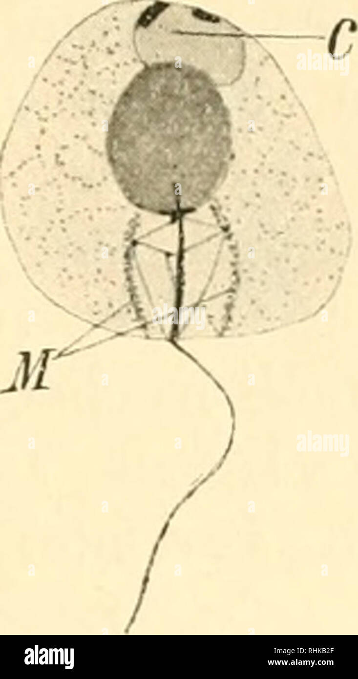 . Biologisches Zentralblatt Math. Biologie. Abb. 6. Abb. 7..r'u.;': k&gt;^^'*&gt; ich Olc-Jl ^. ^M L'", u'Â°d L^. Â * m m' -^-: H^M',:.. itjsP V^Leimholzplatten^5 r. Abb. .") 7. Fortsetzung der Entwickehmg der Spermien bei Enteroxenos Ã¶ stergreni. M] Centrotheka Mitochondrieu; c. Wärtsilä hrend Kern und Centrotheka so your Entwickehmg vollendet ha]) en, sind inzwischen auch wichtige VerÃ¤nderungen eine Dm hin-teren Pol der Spermie vor sich gegangen. Das distale ZentralkÃ¶rnchen dringt unter fortgesetztem LÃ¤ngen-Wachstum in den Kern hinein, wo es leicht zu beobachten ist, bis die FÃ¤rbung des Chromatins s Stockfoto