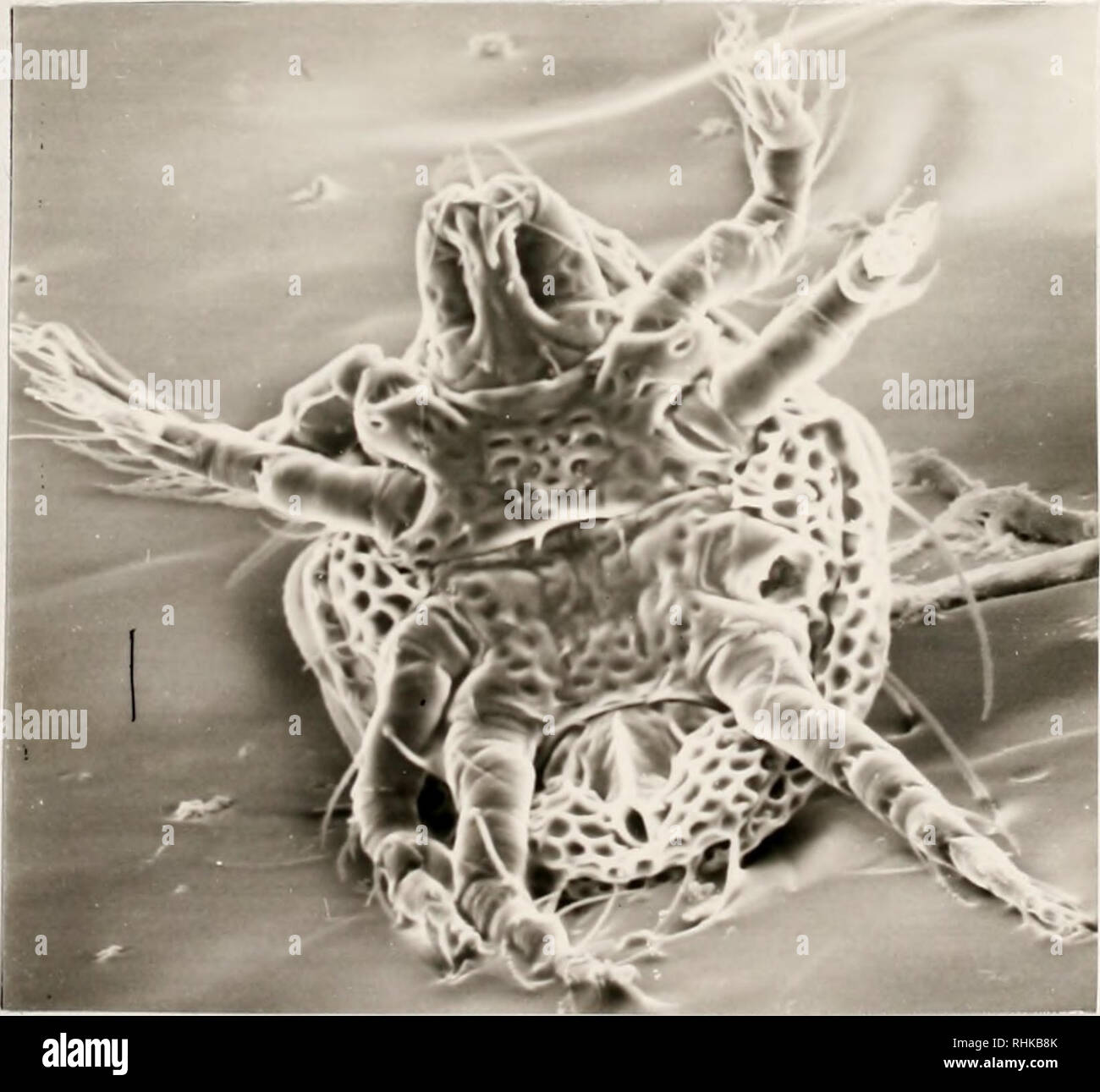 Lutzomyia sp Fotos und Bildmaterial in hoher Auflösung Alamy