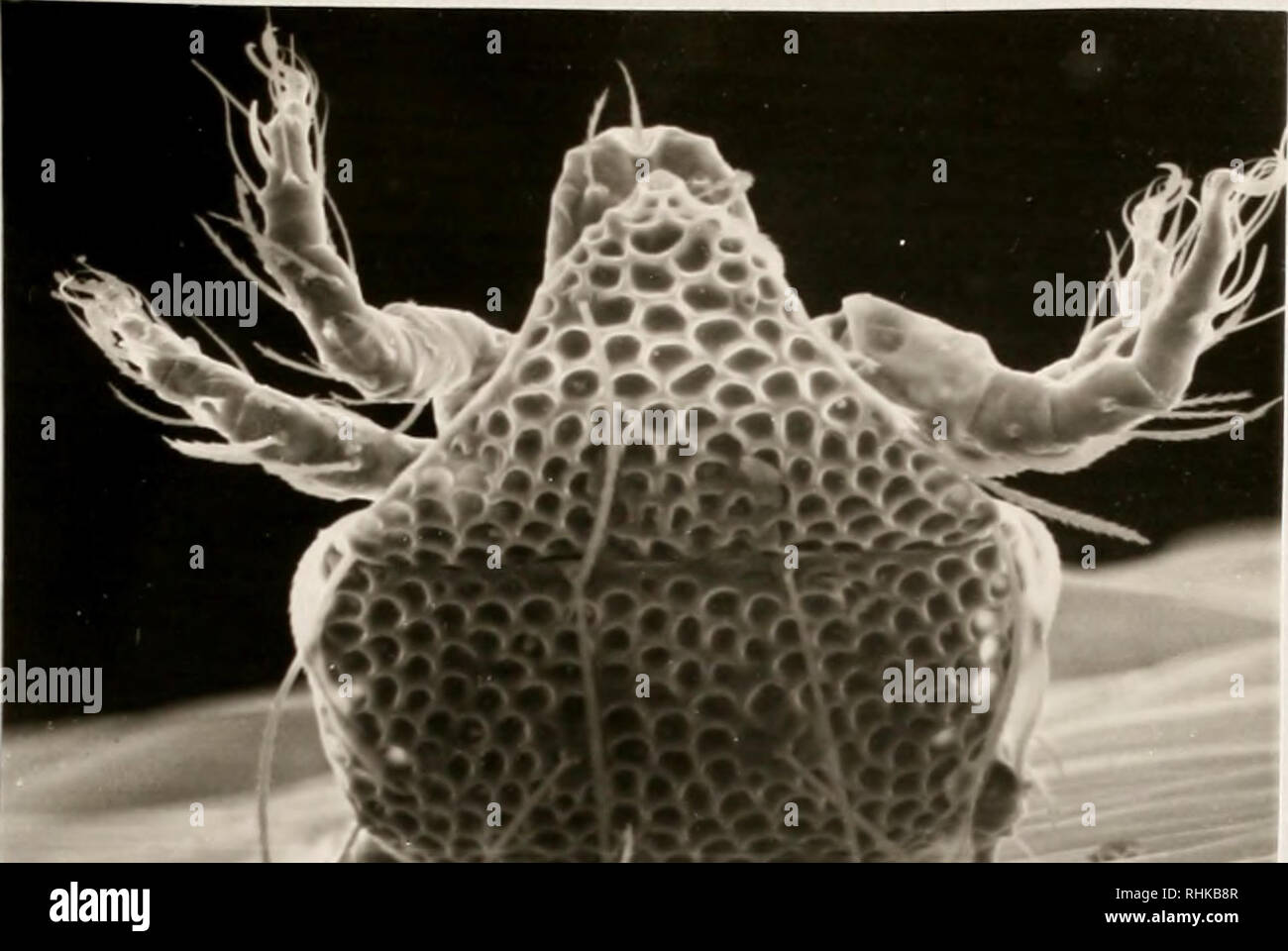 Psychodidae sp Fotos und Bildmaterial in hoher Auflösung Alamy