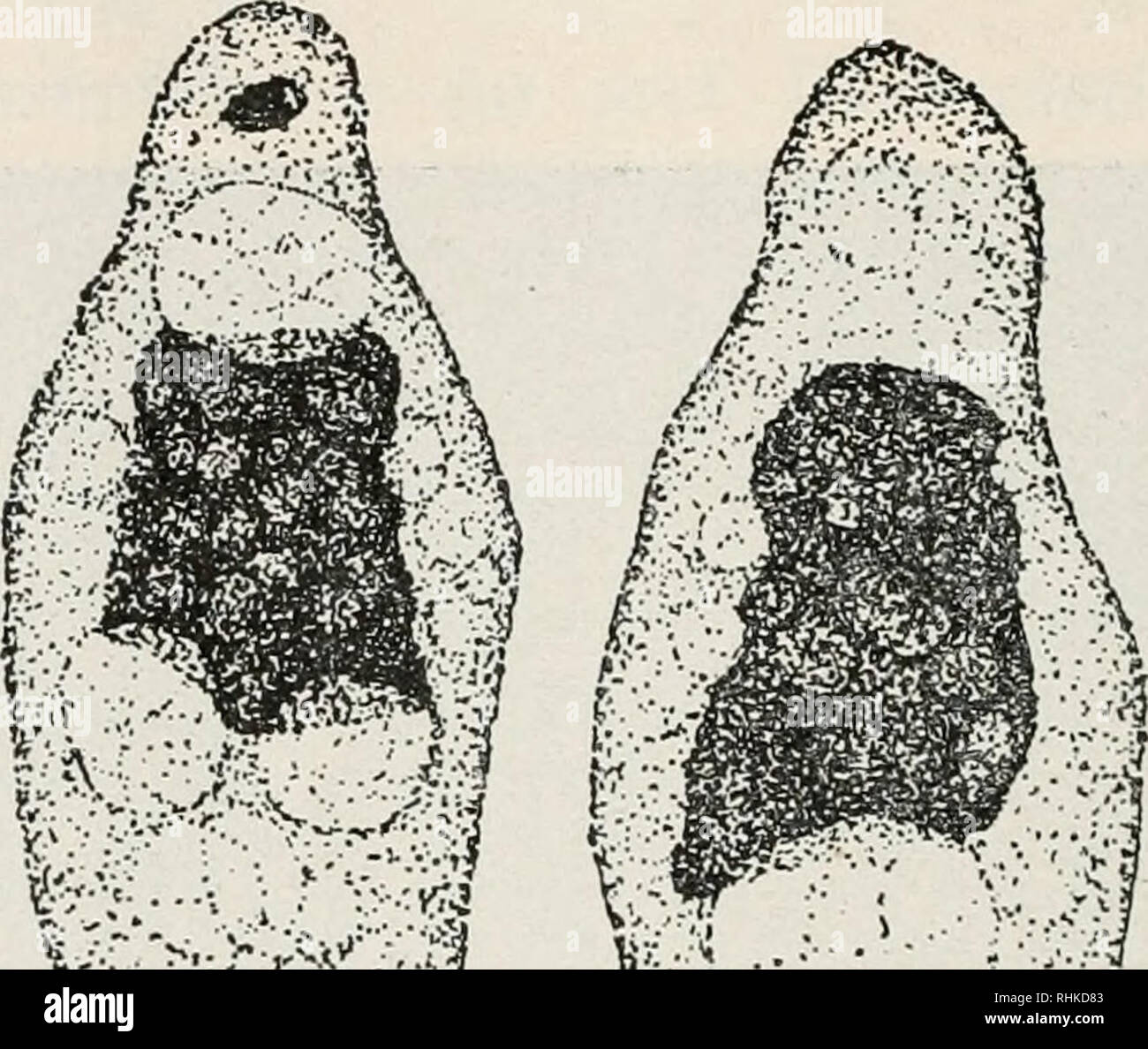 . Biologisches Zentralblatt Math. Biologie. ^^; sS:/das Minimum der Funktion ist auch das Moment, welches das Hungern in zwei Perioden scheidet. In der Physio- logie des Einzelindividuums sphäroidale schließt der Zustand des Kernes sterben erste Hungerperiode ab. In of this Periode wird das Protoplasma hell und klar, es werden keine Nahrungsvakuolen und keine endoplas-matischen Körnchen wahrgenommen. Art und Weise des In-tretens und Verschwindens Sterben of this Körnchen zeigt, dass Sie die ersten Produkte der Assimilation Sindh. In der Struktur des Ektoplasmas und Thunfischwadenfänger Bestandteile werden 5/6 der Er Stockfoto