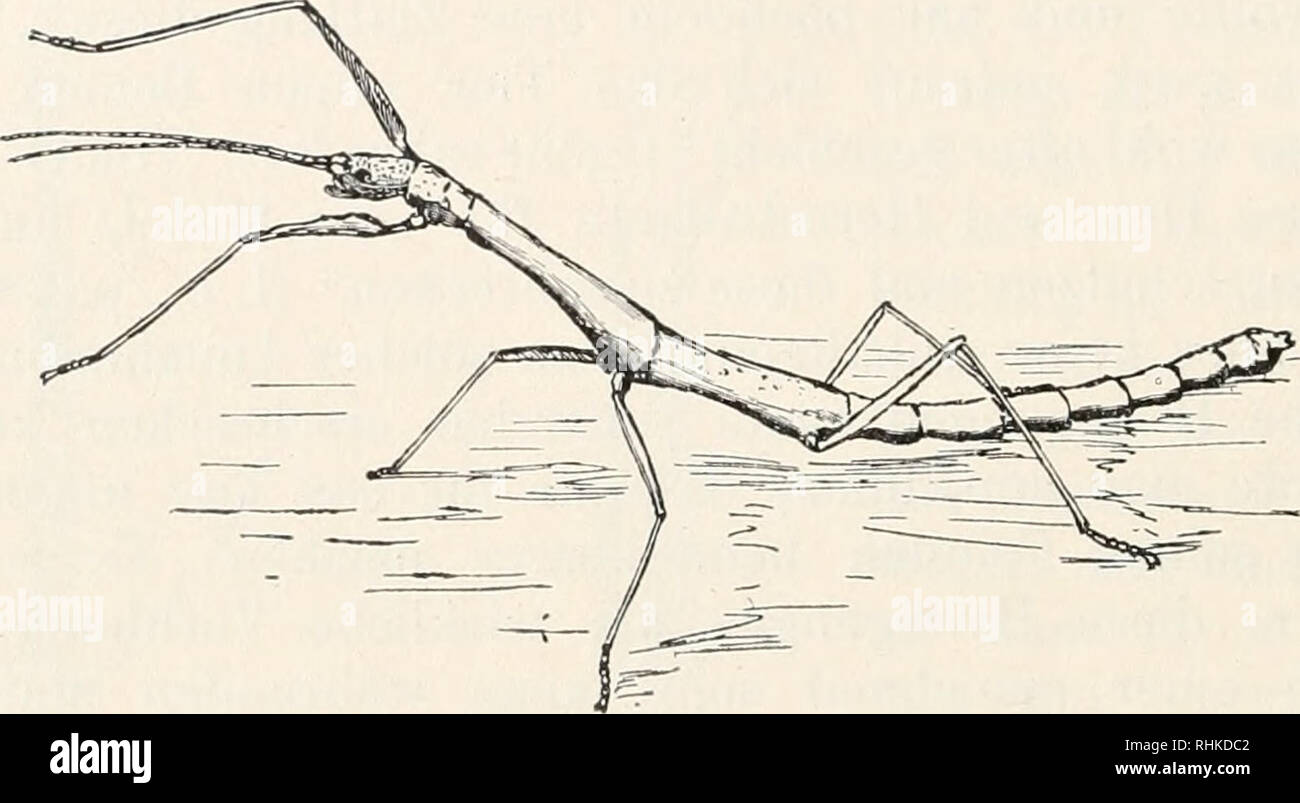. Biologisches Zentralblatt Math. Biologie. 1<) (; Bchmidt, Katalepsie der Phasmiden. (Abb. 2) - das Resultat ist dasselbe. Sodann kann man das Tier umwerfen-dann Balatonfüred es bewegungslos auf dem Boden des Ge-fäßes mit weit aufgespreizten Beinen, sterben genau dieselbe Stellung behalten, sie auf der Glasoberfläche hatten sterben. Besonders seltsam ist die Erscheinung, wenn eine ganze Masse auf der Wand sitzender Qirmisi/ist in Lichtblick umgew^ orfen wird-dann liegen sie da wie ein Haufen leichenstarrer Kadaver, sterben, sterben, dieselbe Stellung behalten Sie beim Artikel vorzeigten. Nehmen Sie aber öfters beim Falle Stockfoto