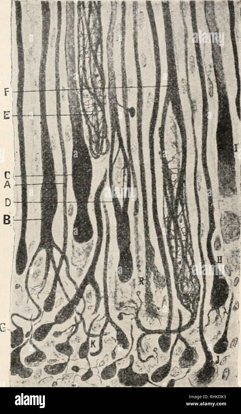 . Biologisches Zentralblatt Math. Biologie. Syncellium Leoutowitsch, Das" "als dominierende Struktur etc. beim Zustandebringen bestimmter physiologischer morphologo-Struk-turen konstruiert der Organismus, je nach den Möglichkeiten, die der betreffende Fall bietet, Syncellien aus einer größeren oder kleineren Zahl von Syncellozellen. Über die Punkte c-i ist folgendes zu sagen: das Syncellium, d, h. das ganze Zellkonglomerat hat ein ihm eigenes Eigentümliches, gemeinsames Leben, wobei jeder der Bestandteile, sowohl der Kernigen als der syncelloplasma-Tischen, normale Funktion und Entwickelung ein Stockfoto