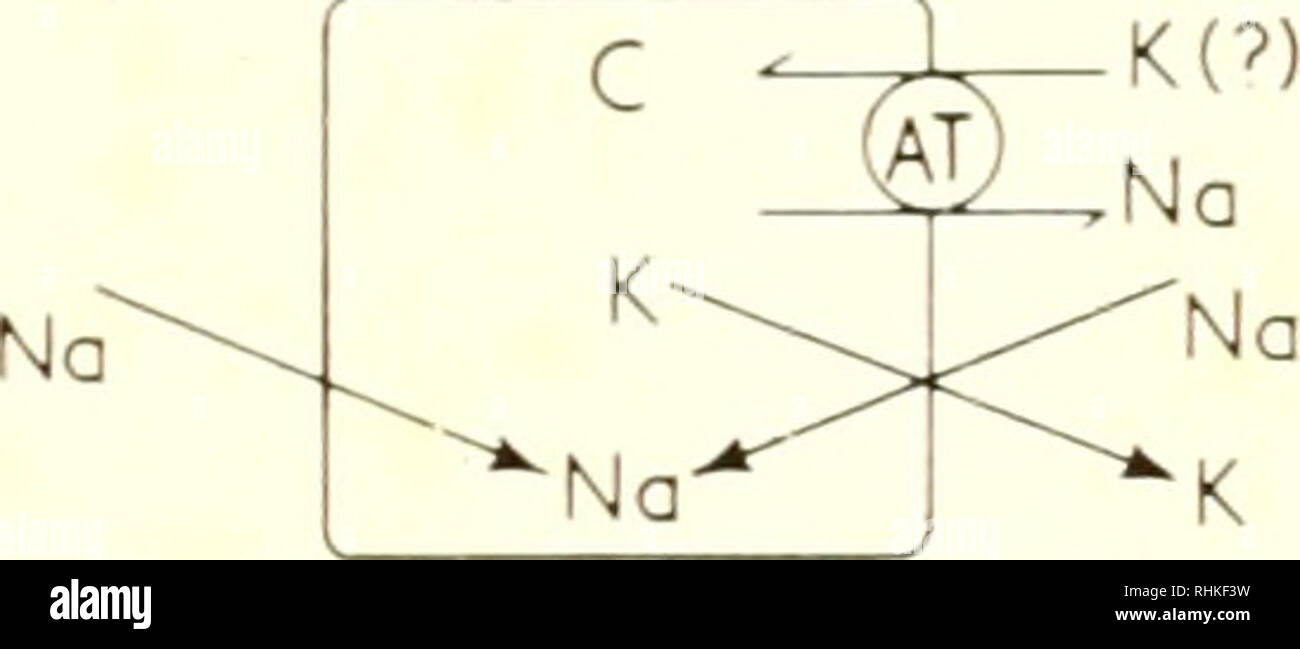 . Biologische Struktur und Funktion; Verfahren. Biochemie; Zytologie. K (7) Dünndarm. Doppelpunkt. Bitte beachten Sie, dass diese Bilder sind von der gescannten Seite Bilder, die digital für die Lesbarkeit verbessert haben mögen - Färbung und Aussehen dieser Abbildungen können nicht perfekt dem Original ähneln. extrahiert. IUB/IUBS Internationales Symposium (1.: 1960: Stockholm); Internationale Union der Biochemie; Internationale Union der biologischen Wissenschaften, Goodwin, T. W. (Trevor Walworth); Lindberg, Olov, 1914 -. London, New York, Academic Press Stockfoto