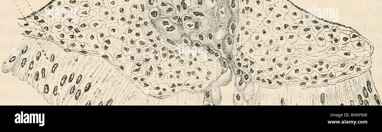 . Biologisches Zentralblatt Math. Biologie. 298 Birula, Mitteldarm der Galeodiden. Darmes von Eremobia. Im Lumen der Drüse befinden sich Gestor-bene Epithelzellen, welche eine Vakuole mit kleinen dunklen Körnehen innerhalb enthalten; in einigen Fällen sieht man hier auch rosetten-förmige Mengen der länglichen paralellepipedförmigen Krystalle (Abb. d). Ein seinem hinteren Ende öffnet sich die Drüse in der Höhle Mitteldarmkanal. Da, sich nicht this Drüse befindet, ist das Epithel des Mitteldarmes- hoch und um sterben Drüsenöffnung herum Werdener seine Zellen (Abb. g) typisch keulenförmig je mit ovalem Kern in Stockfoto