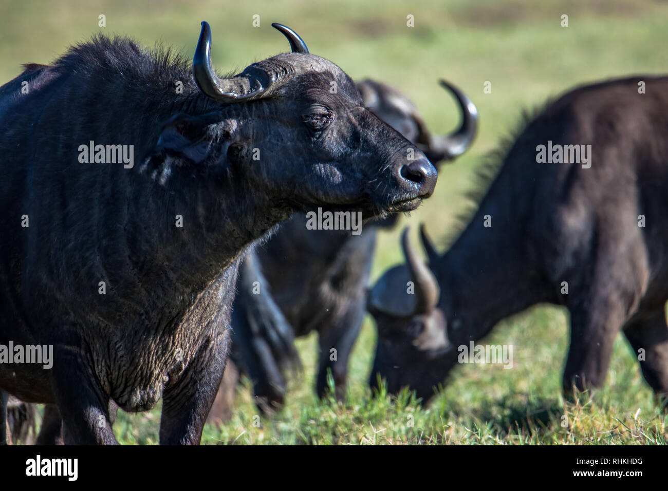 Büffel in ngorongoro Stockfoto