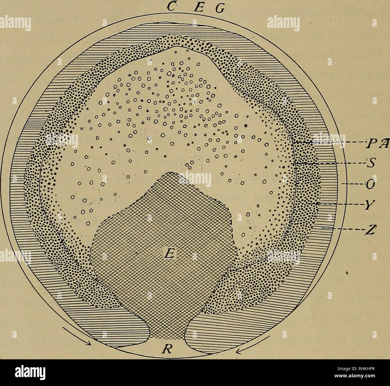 . Die biologische Bulletin. Biologie; Zoologie; Meeresbiologie. 260 J. THOS. PATTERSON. blastoporus. All dies wird auf die Prüfung eines Blas- toderm während der gastrulation auf der Höhe ist, und vergleicht sie mit einer Bühne wie in Abb. 1 gezeigt ist klar geworden. 5. Abb. 6 ist eine Rekonstruktion eines blastoderm auf Höhe der Gastrulation, die fünf Stunden vor der Verlegung, oder 36 Stunden nach der Befruchtung entnommen wurde. Es stellt eine dorsalansicht, als wenn das Ektoderm transparent waren. Auf dem vorderen und seitlichen Mar-gin ist eine klare halbmondförmigen Bereich (0), der Region über - Wachstum.. Stockfoto