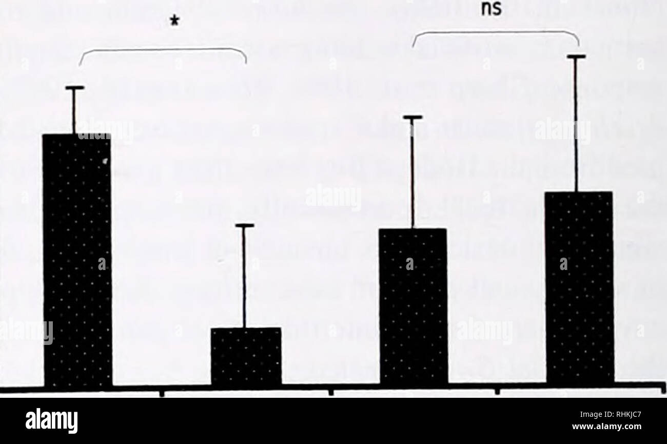 . Die biologische Bulletin. Biologie; Zoologie; Biologie; Meeresbiologie. Abbildung 2. HSP70-Expression in den Tentakeln der Anthopleura elegantissima und Connacris californica zum Zeitpunkt 0, 24 Uhr nach dem ersten Kontakt der Nesseltiere (A. eleg. Klone 1 und 2. Schwarz und Gepunktet; c Calif. Klone 1 und 2. Weiß und gepunktet), und 48 Stunden später in beiden tentakeln und Körper (ohne Tentakel, gepunktet) der gleichen Polypen in A. elegantissima und C californica. Die Bars sind + 1 Standardabweichung von 3-6 Proben. Sternchen zeigen an signifikanten Unterschiede zwischen den Gruppen (P £ 0,05); ns zeigt einen Mangel an Significa Stockfoto