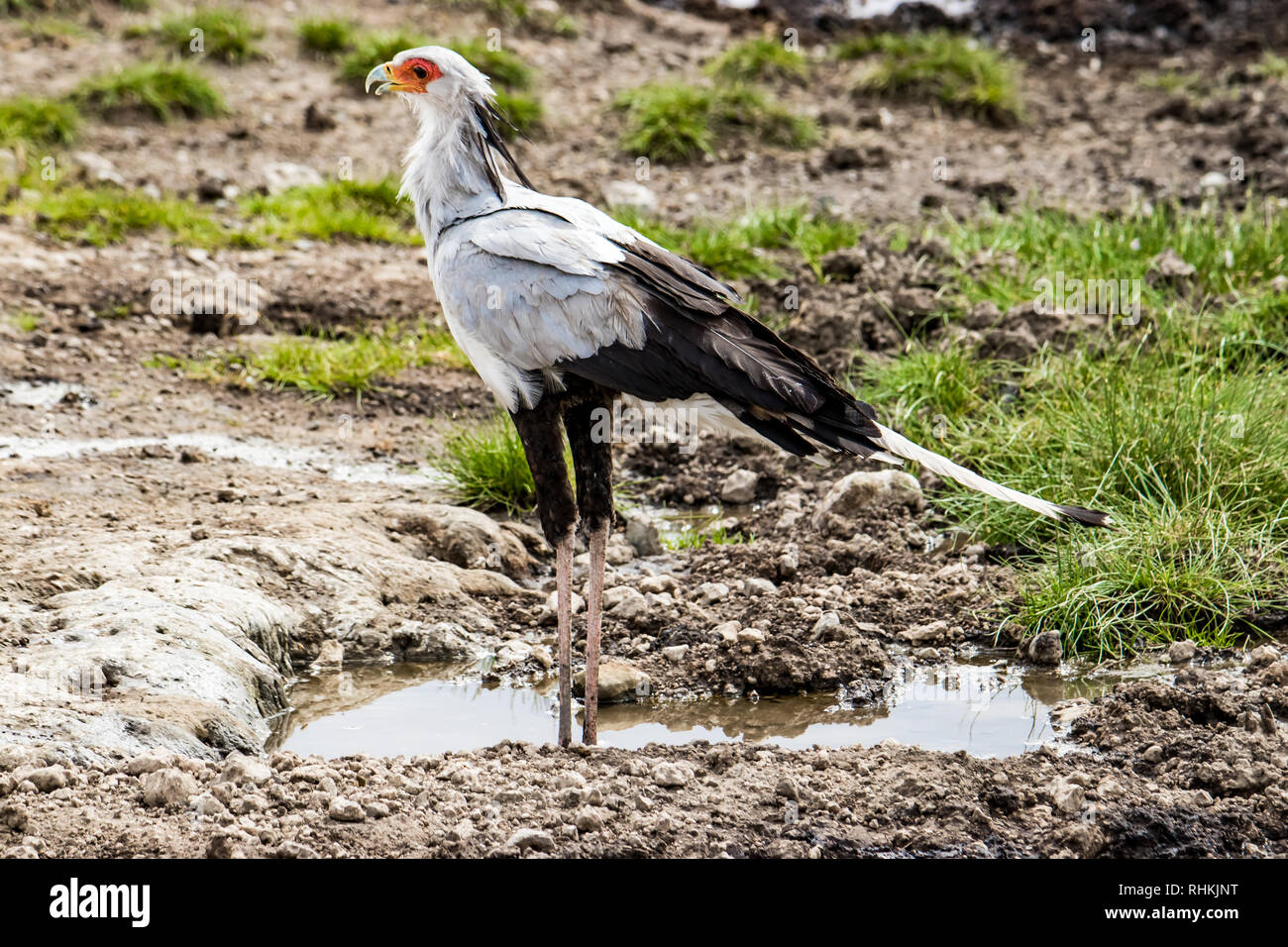 Sekretärin-Vogel in Tansania Stockfoto