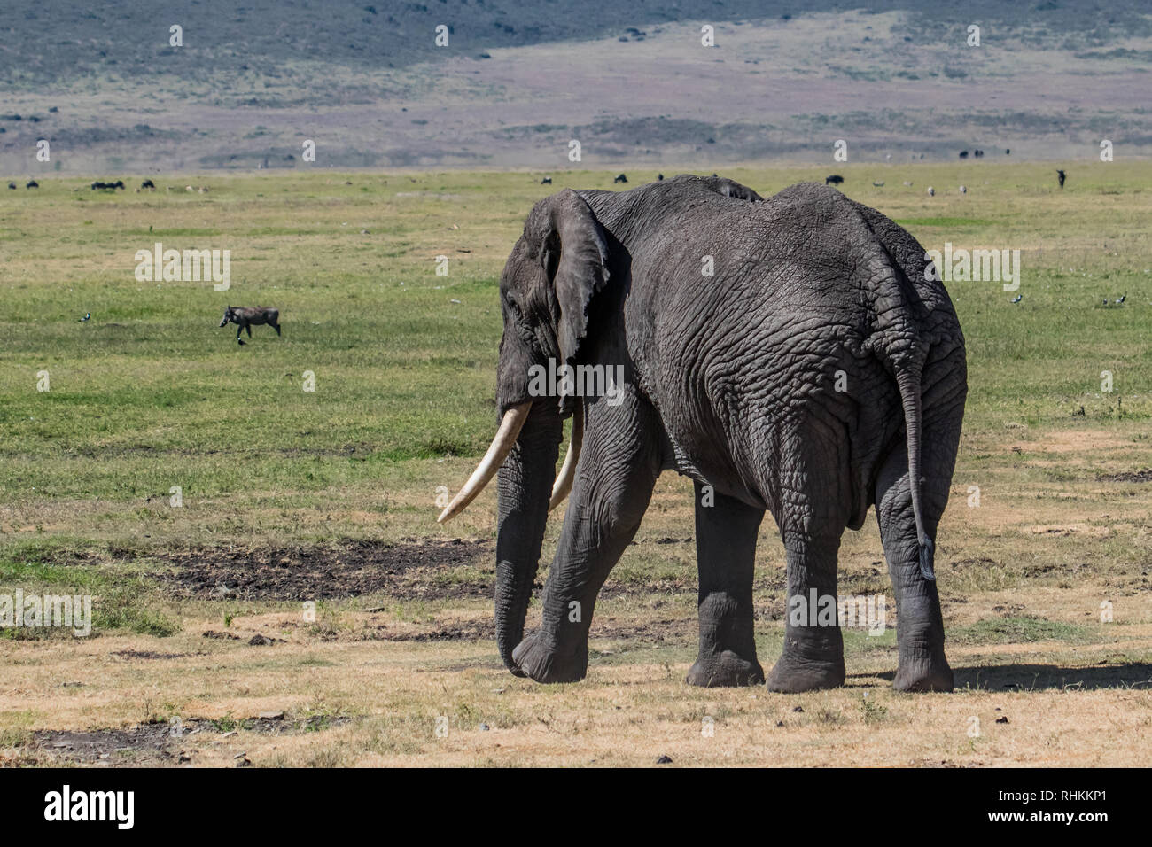 Afrikanischer Elefant Spaziergänge in der Savanne Stockfoto